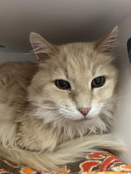 Simms, adopted, Senior Male Domestic Medium Hair.