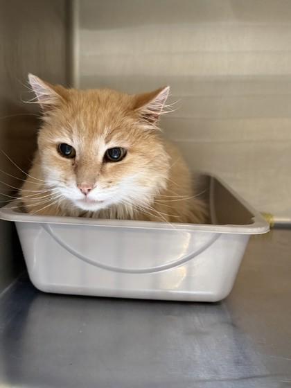 Enlarge Simms, an adopted mixed breed in Hamilton, MT image 3/3