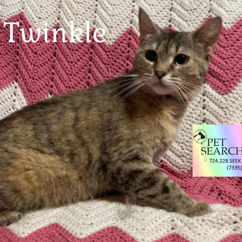 Twinkle, Adoptable, Adult Female Domestic Short Hair.