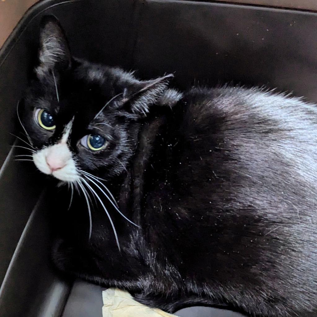 Enlarge Susan, a Adoptable mixed breed in Aberdeen, WA image 1/1