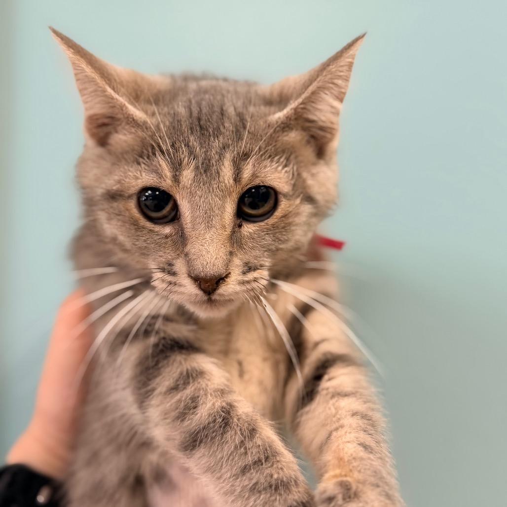 Enlarge Athena, a Adoptable Domestic Short Hair in Columbus, GA image 1/1