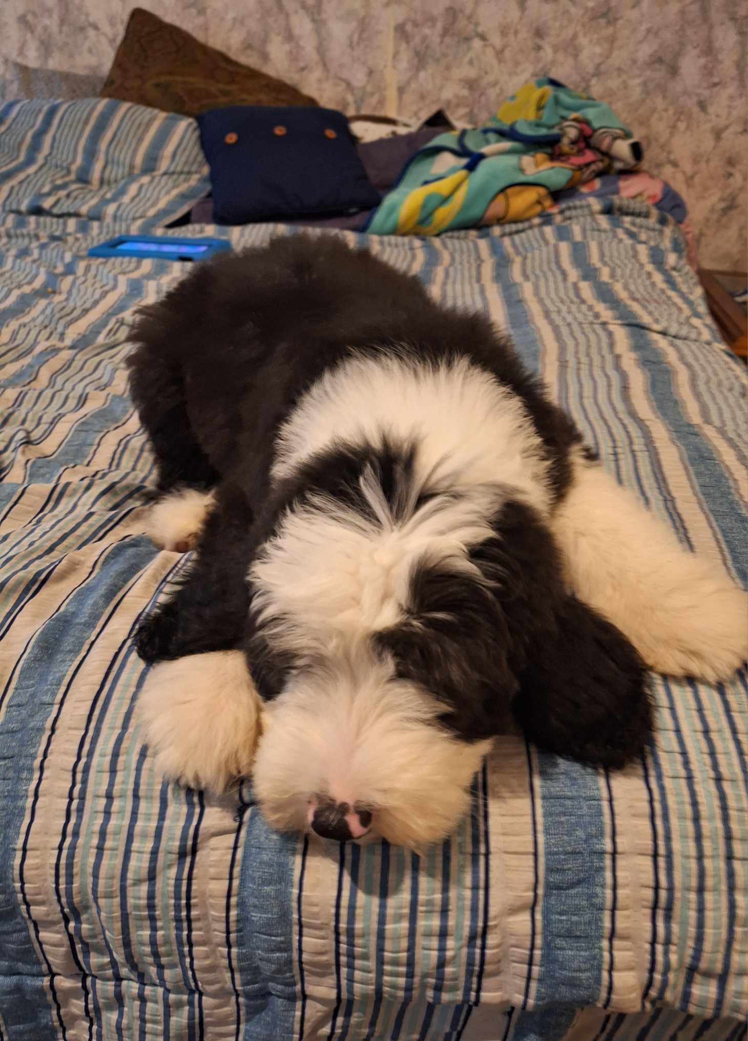 Enlarge Wolfie, a Adopted Old English Sheepdog in Argyle, TX image 1/1