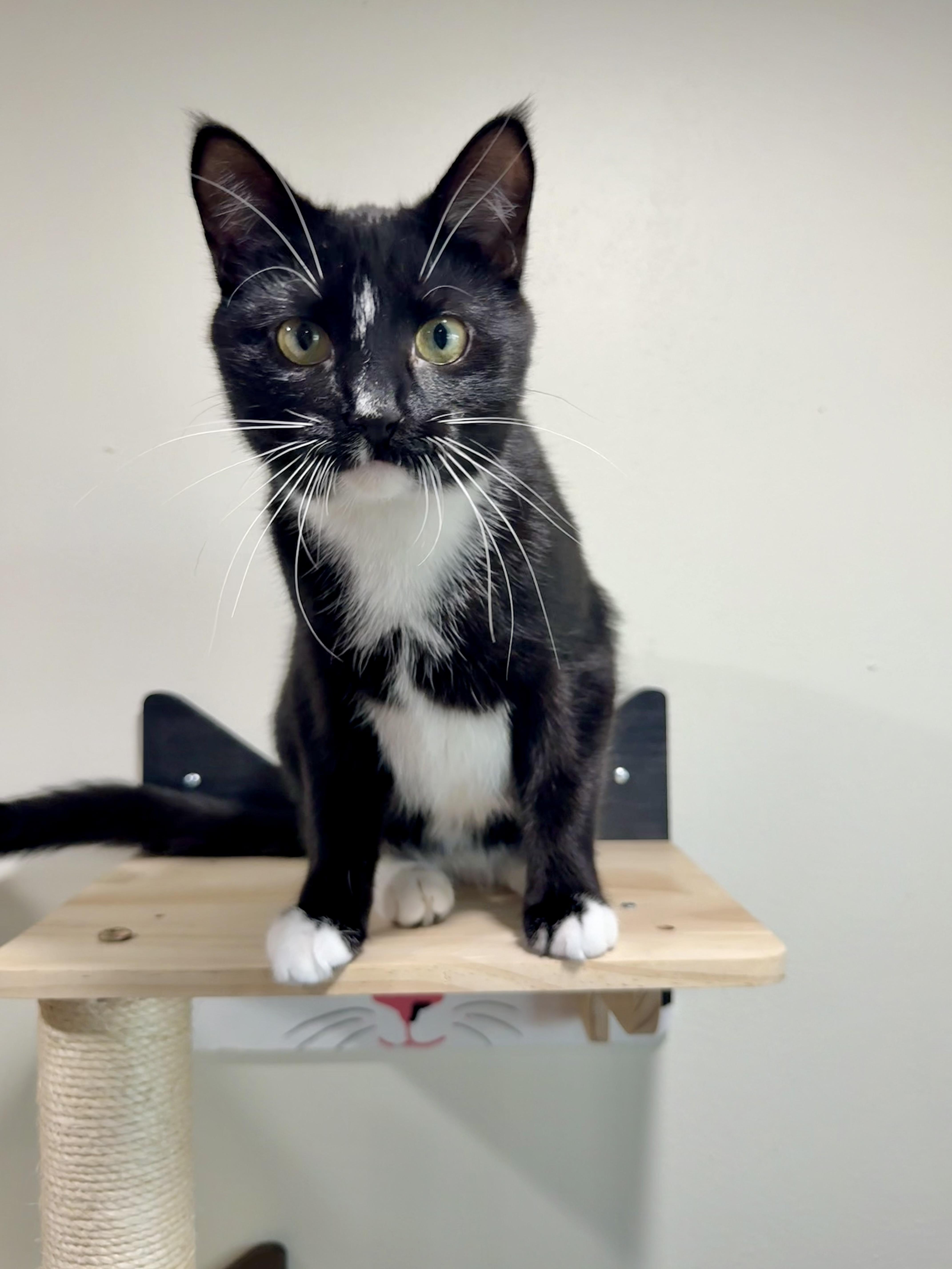 Enlarge Myley, a Adoptable mixed breed in Reeseville, WI image 2/6