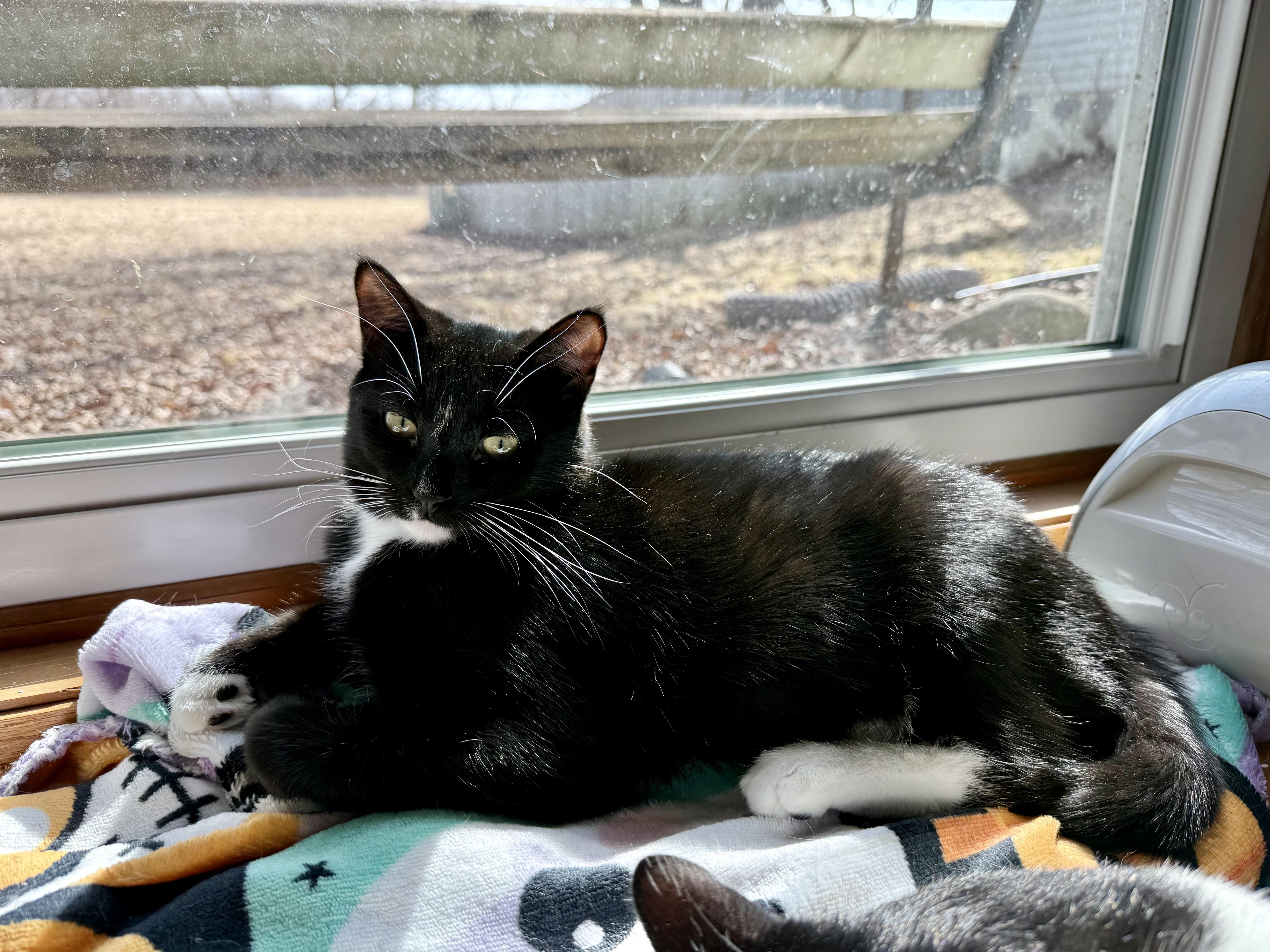 Enlarge Myley, a Adoptable mixed breed in Reeseville, WI image 4/6