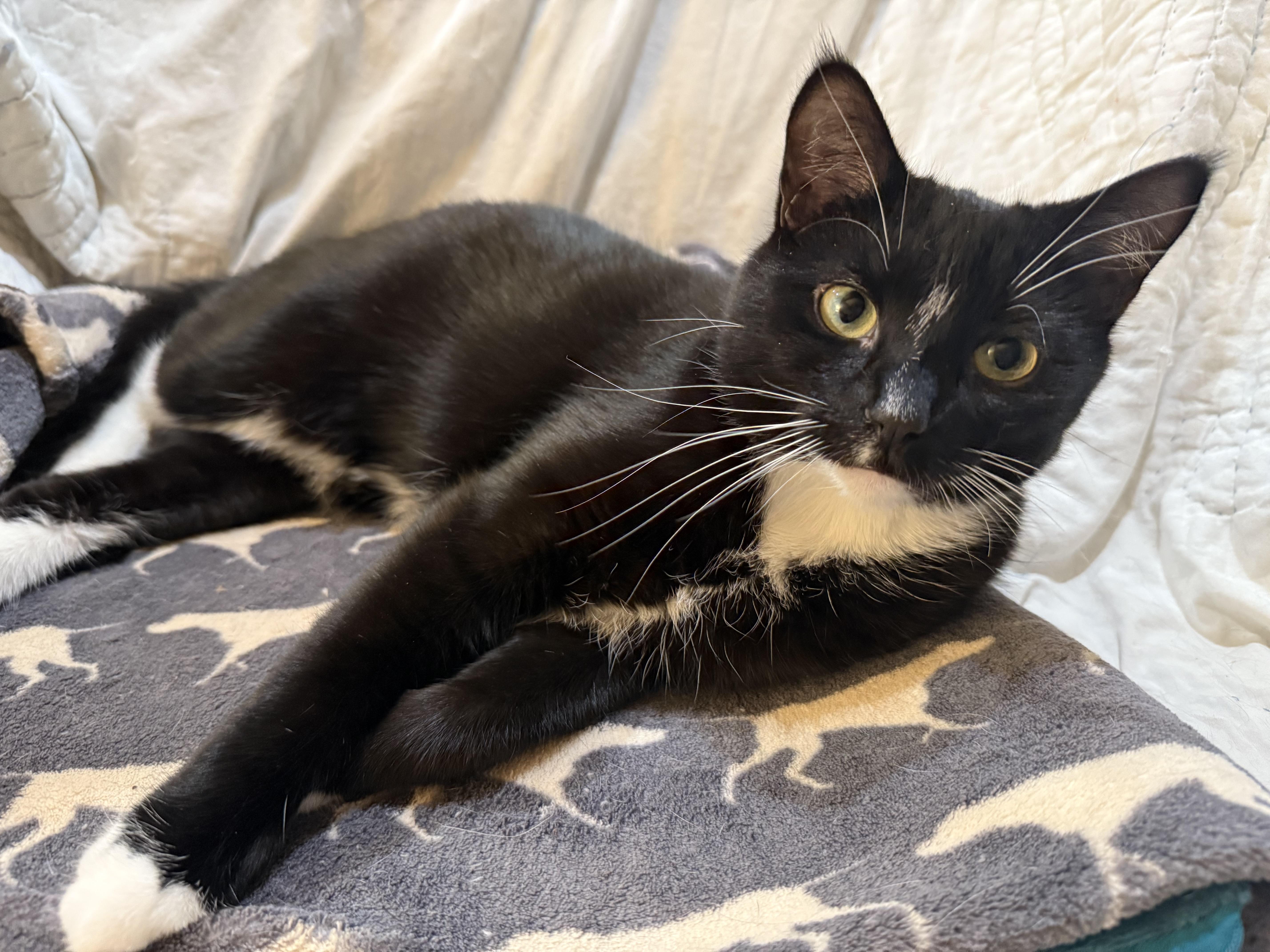 Myley, Adoptable, Young Female Domestic Short Hair.