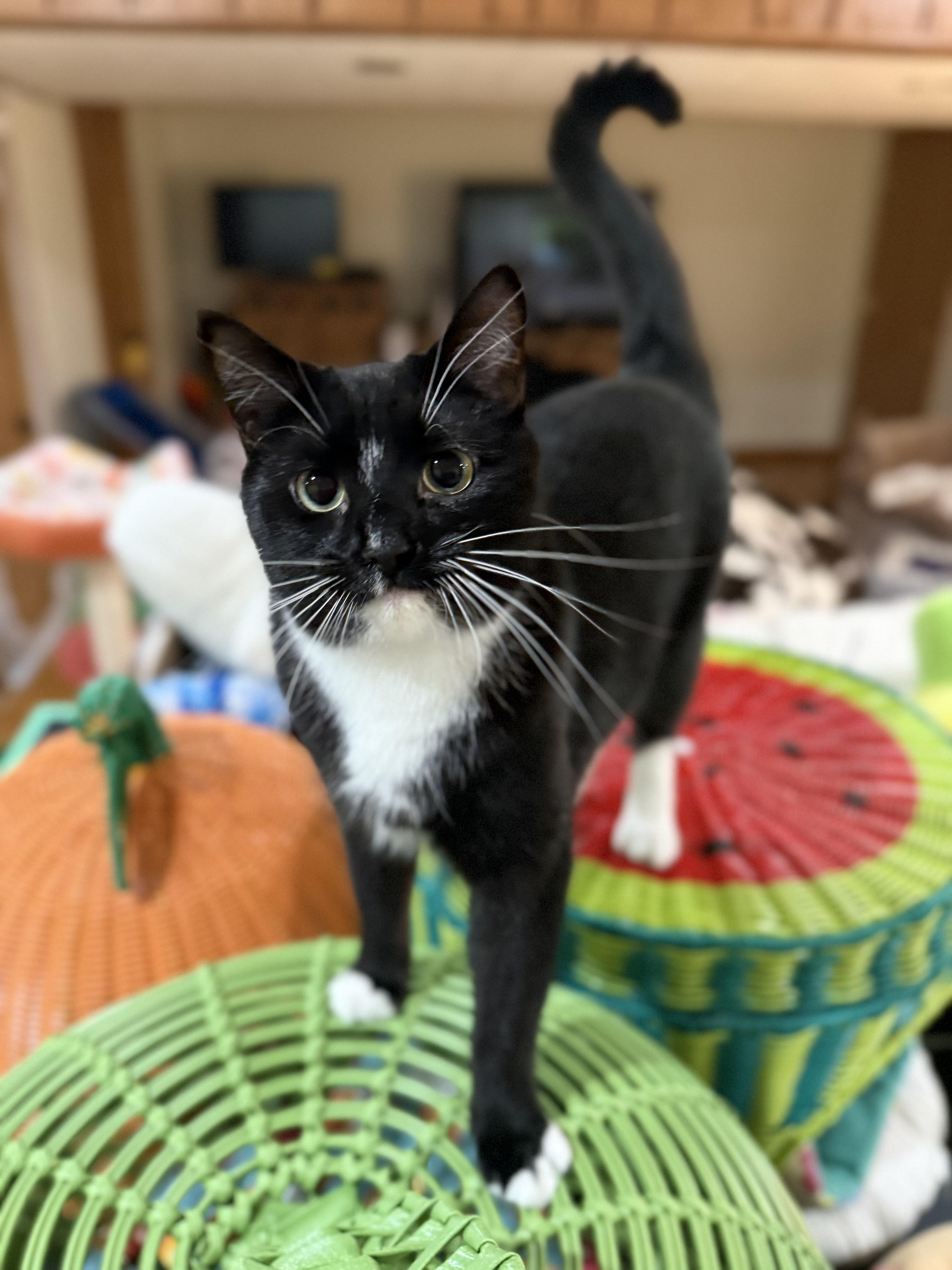 Enlarge Myley, a Adoptable mixed breed in Reeseville, WI image 5/6