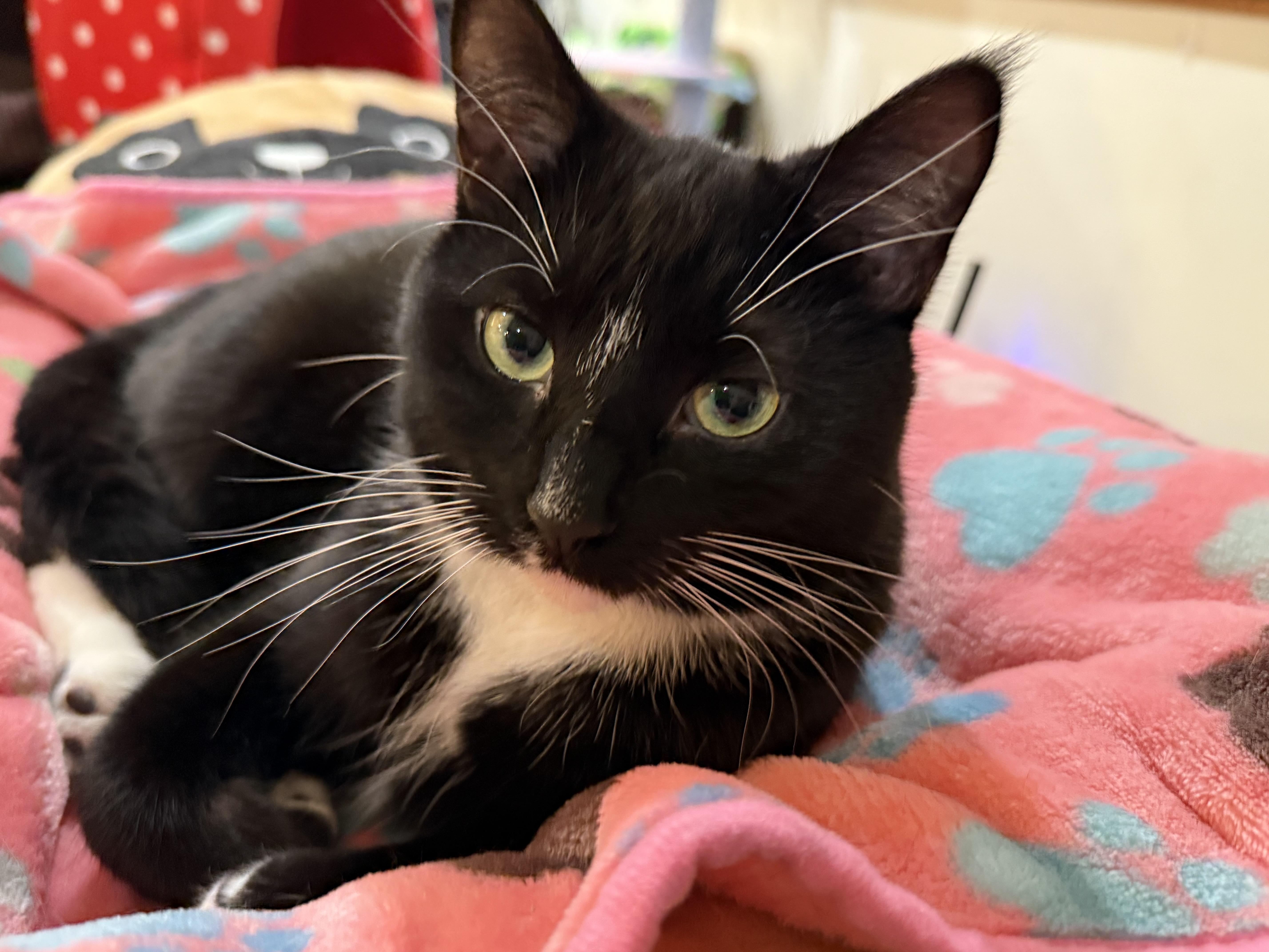 Enlarge Myley, a Adoptable mixed breed in Reeseville, WI image 3/6