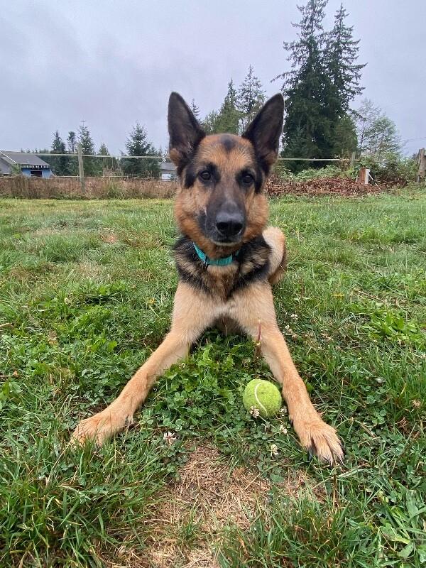 Enlarge Timothy, a Adoptable German Shepherd Dog in Seattle, WA image 1/4