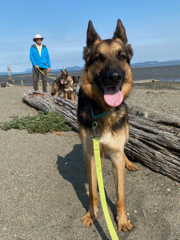 Enlarge Timothy, a Adoptable German Shepherd Dog in Seattle, WA image 2/4