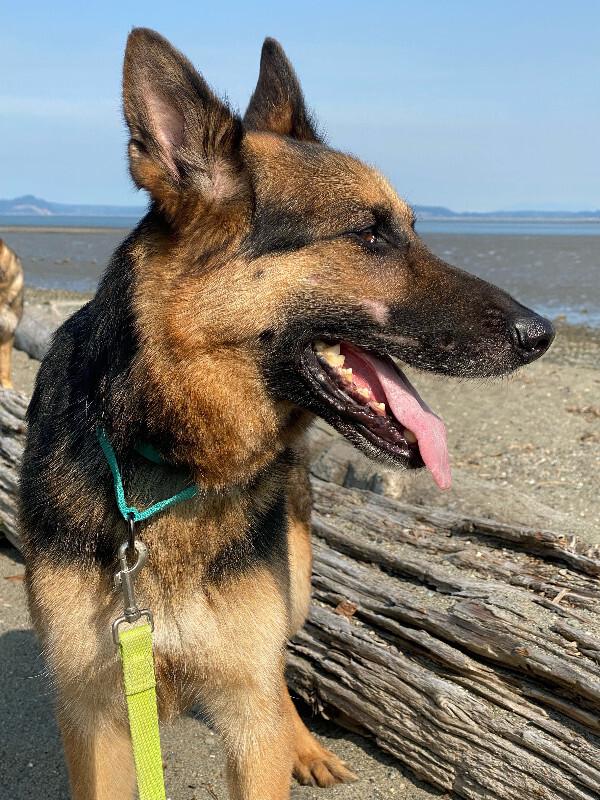 Enlarge Timothy, a Adoptable German Shepherd Dog in Seattle, WA image 3/4