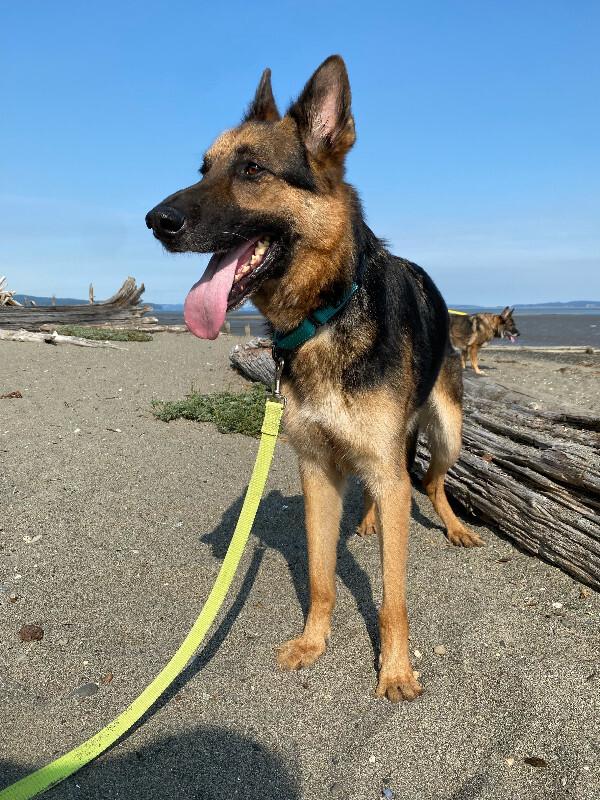Enlarge Timothy, a Adoptable German Shepherd Dog in Seattle, WA image 4/4