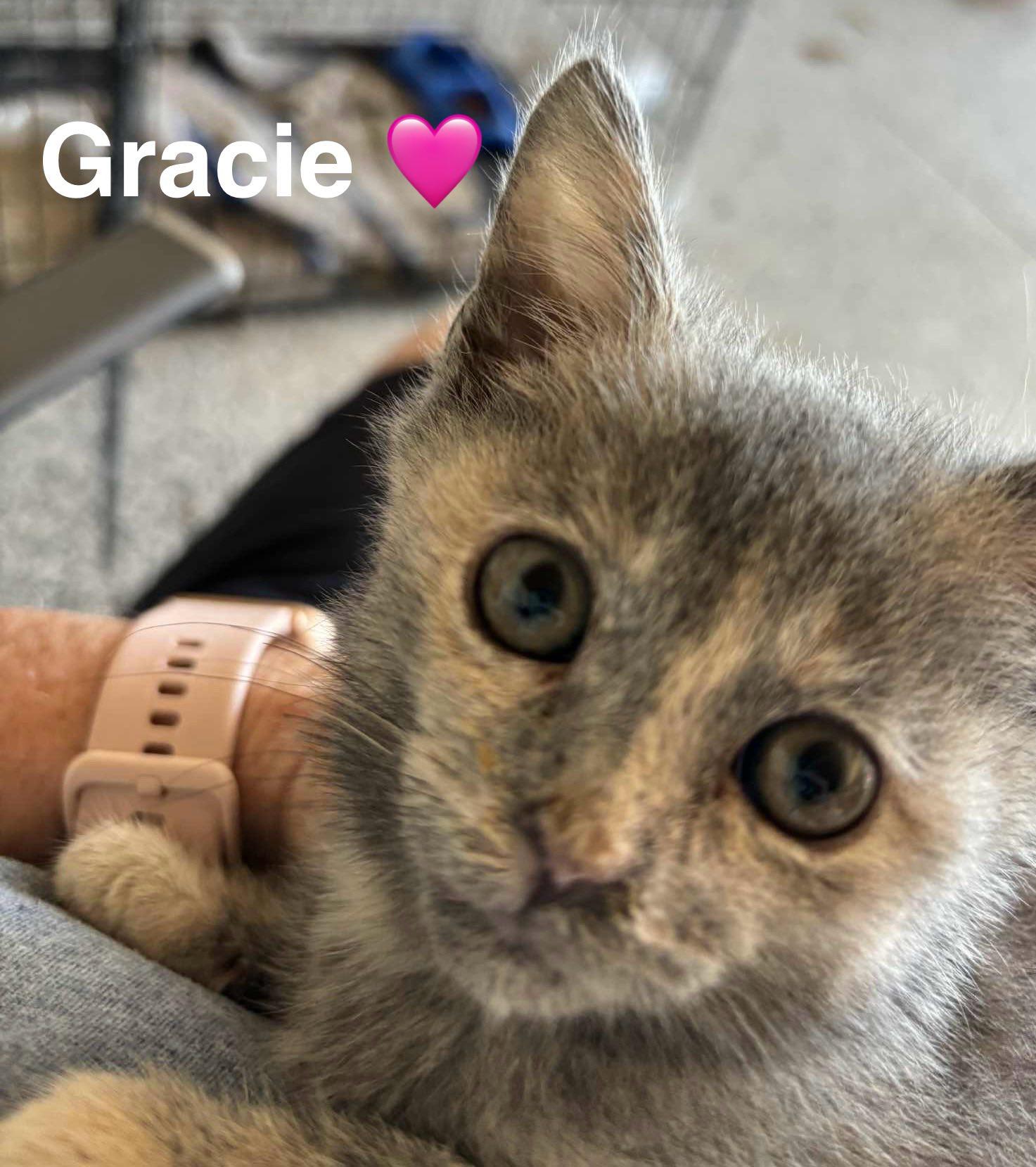 Gracie photo 1