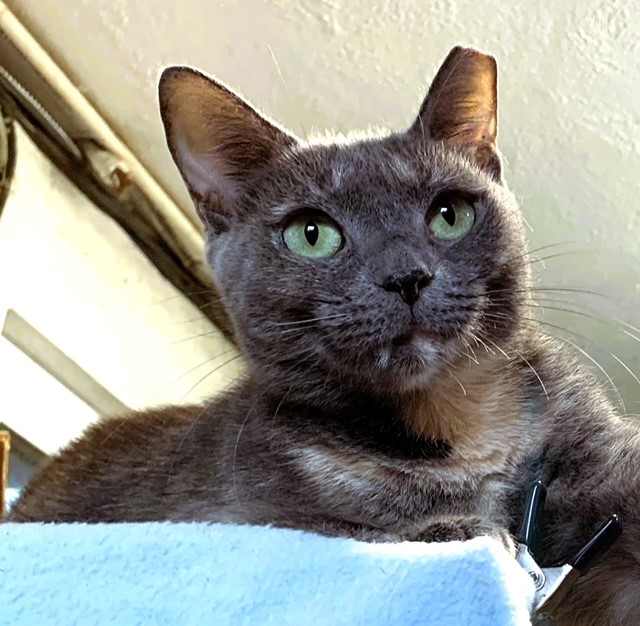 Chessie, Adoptable, Adult Female Domestic Short Hair.