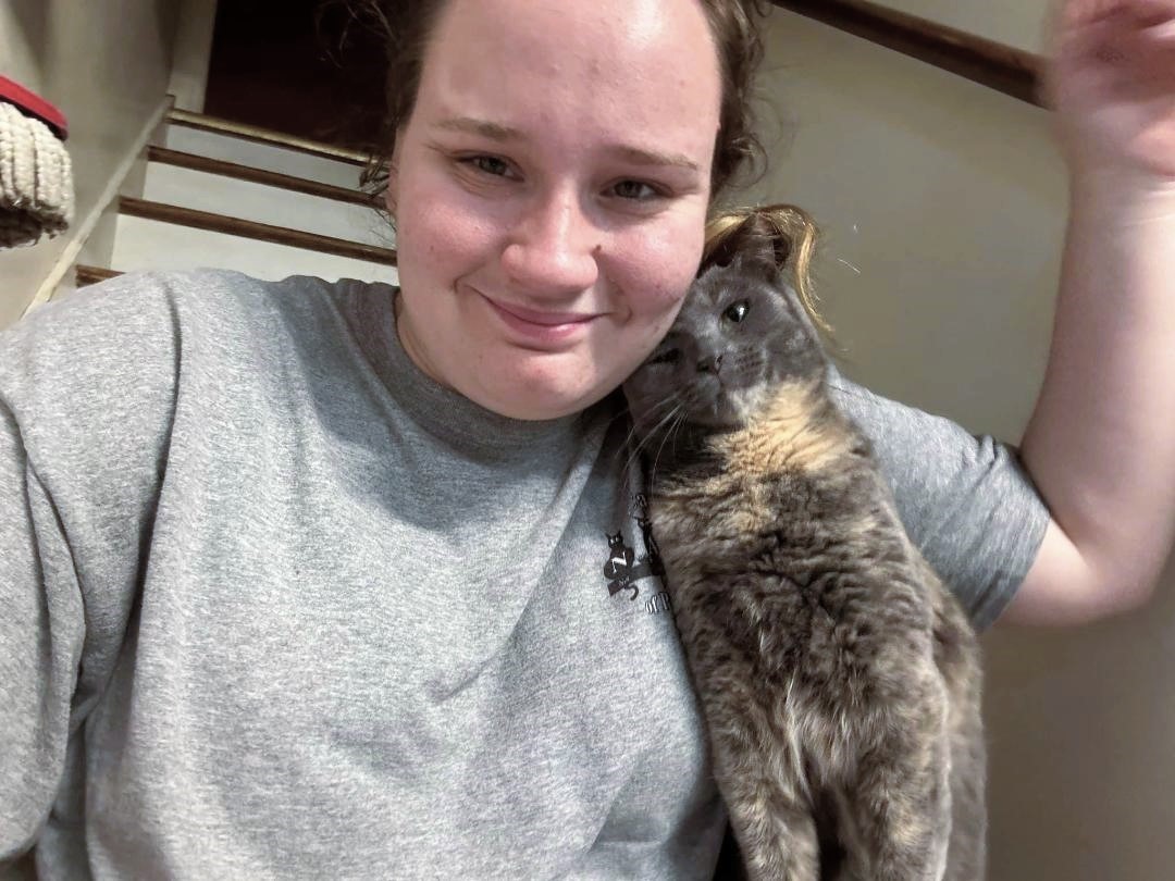 Chessie, a Adoptable Domestic Short Hair in Pottstown, PA image 2/4