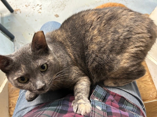 Chessie, a Adoptable Domestic Short Hair in Pottstown, PA image 3/4