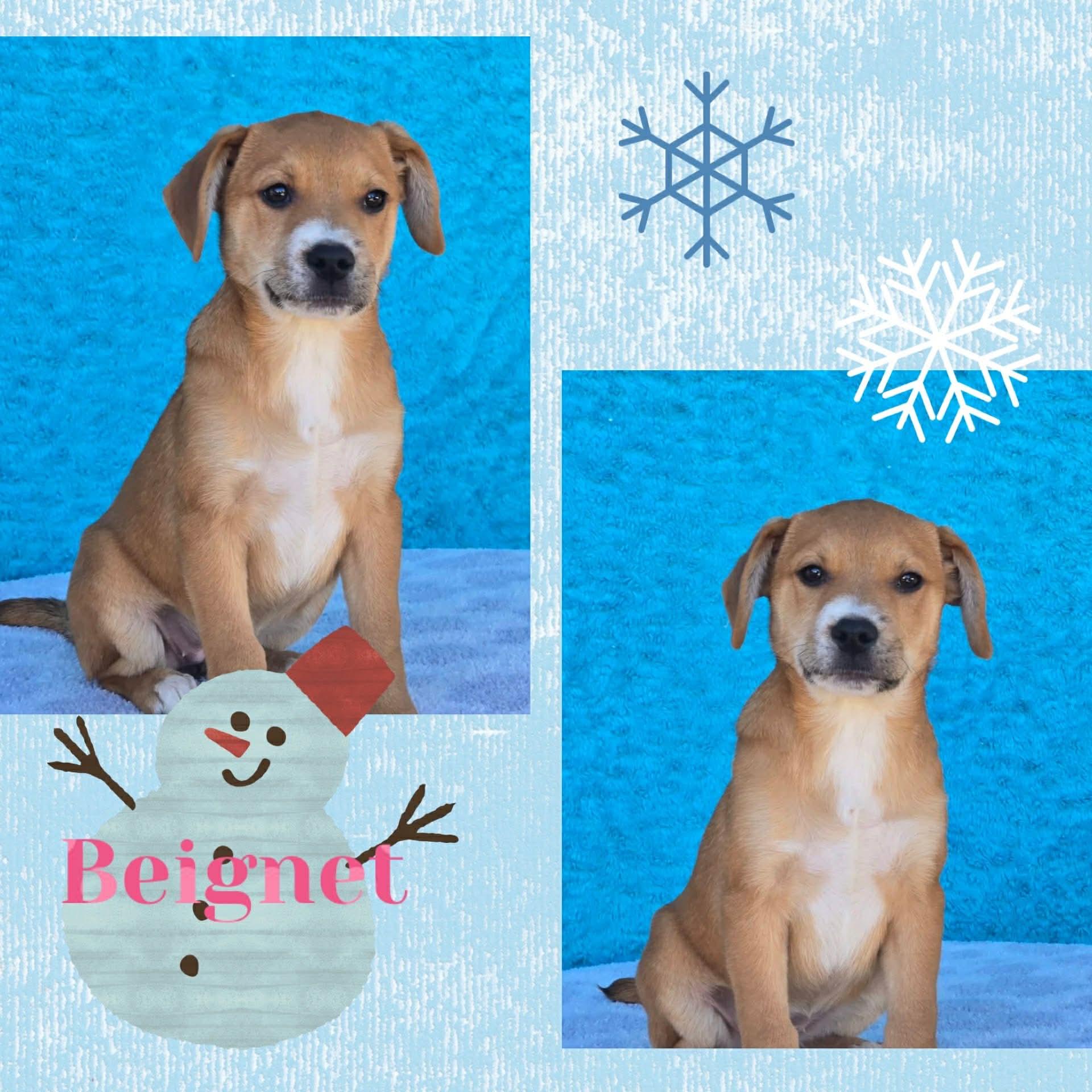 Beignet, ADOPTABLE, Puppy Female Boxer & Catahoula Leopard Dog.