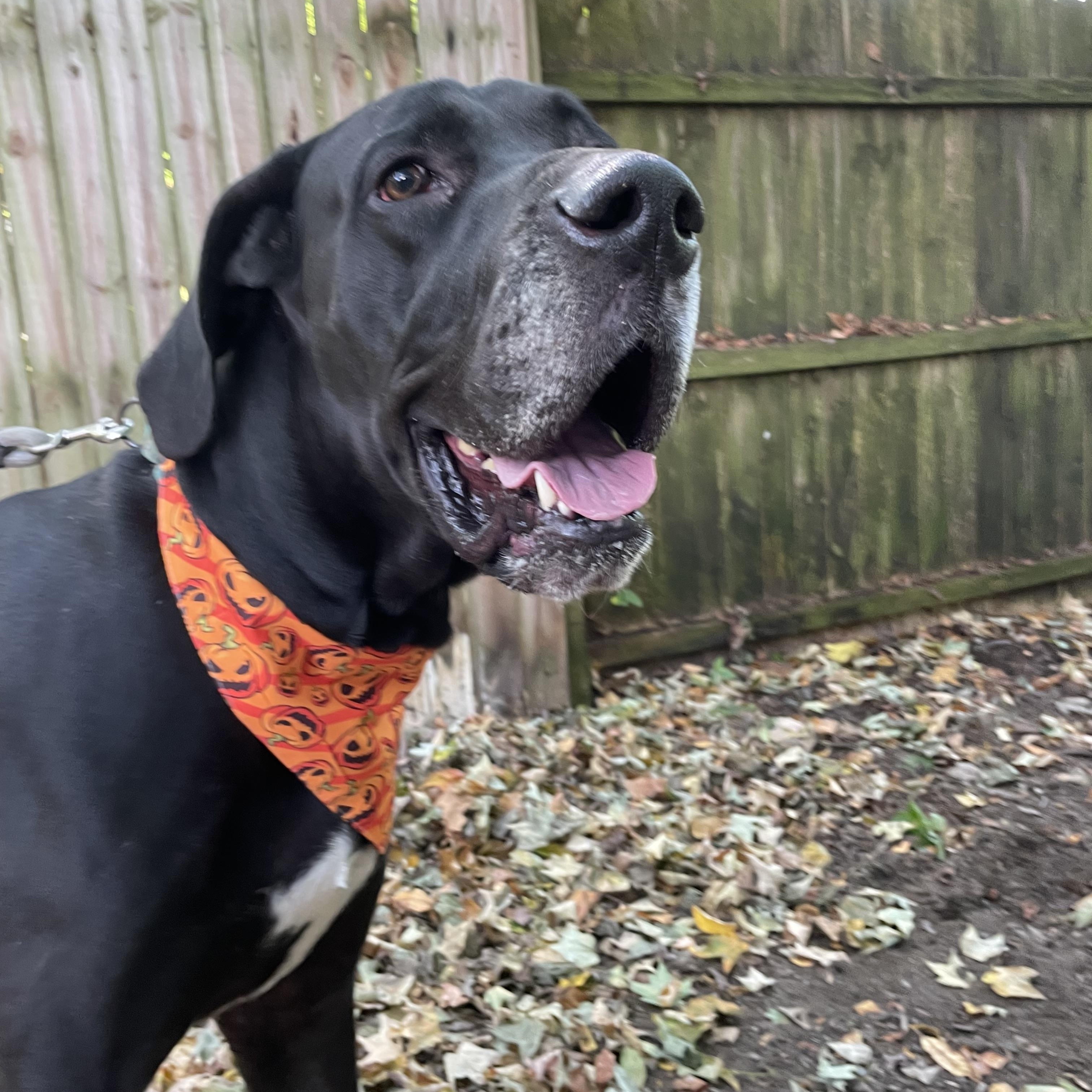 Big, a Adoptable Great Dane in New Castle, PA image 1/2
