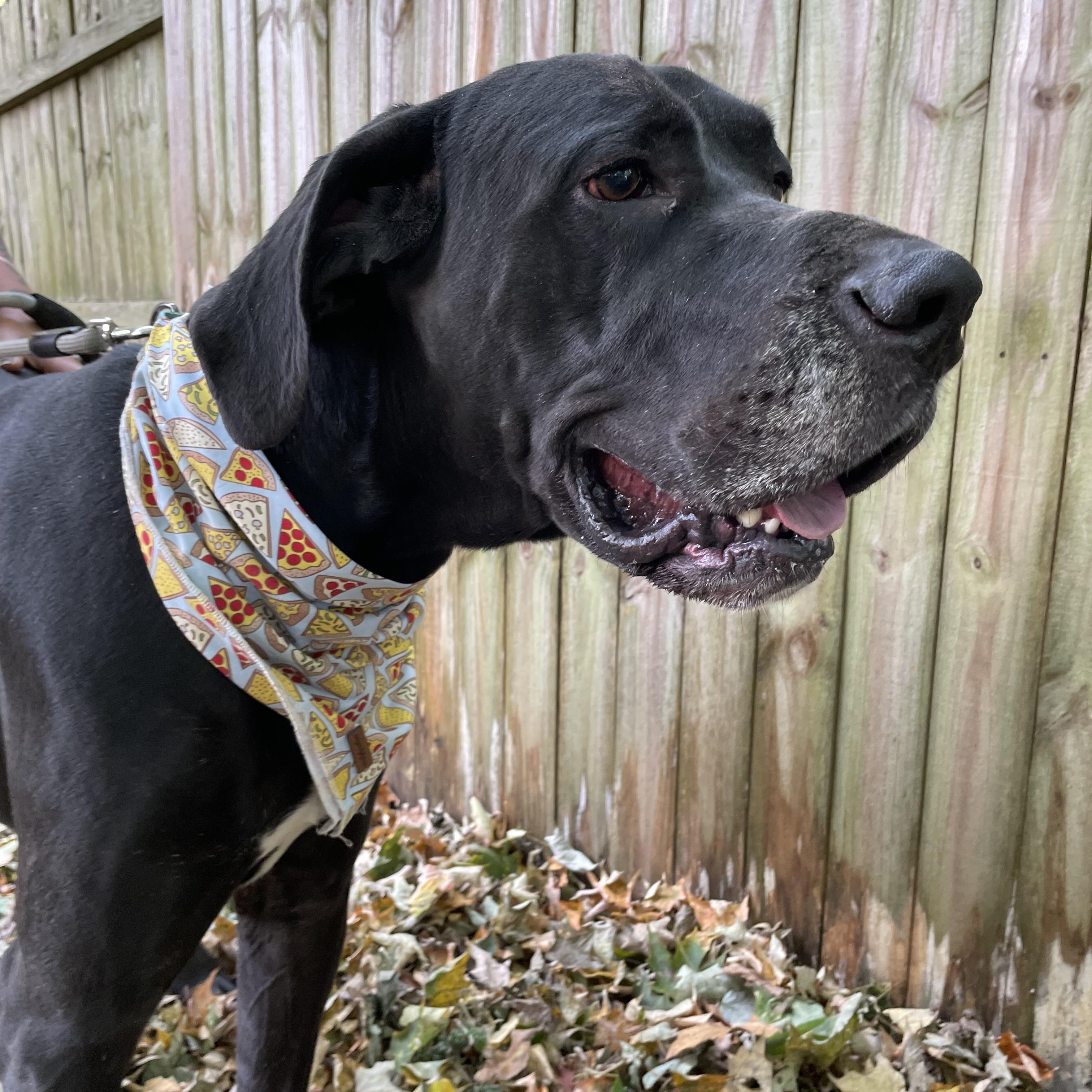 Big, a Adoptable Great Dane in New Castle, PA image 2/2