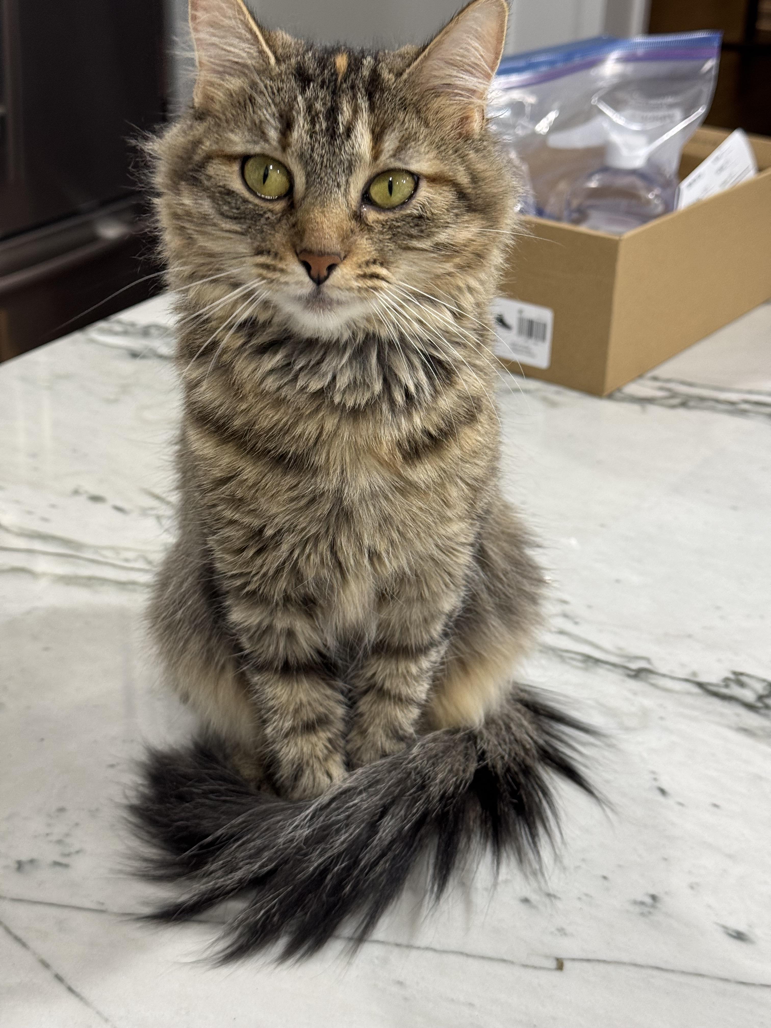 Enlarge Bella, a Adopted Domestic Medium Hair in Evans City, PA image 1/1