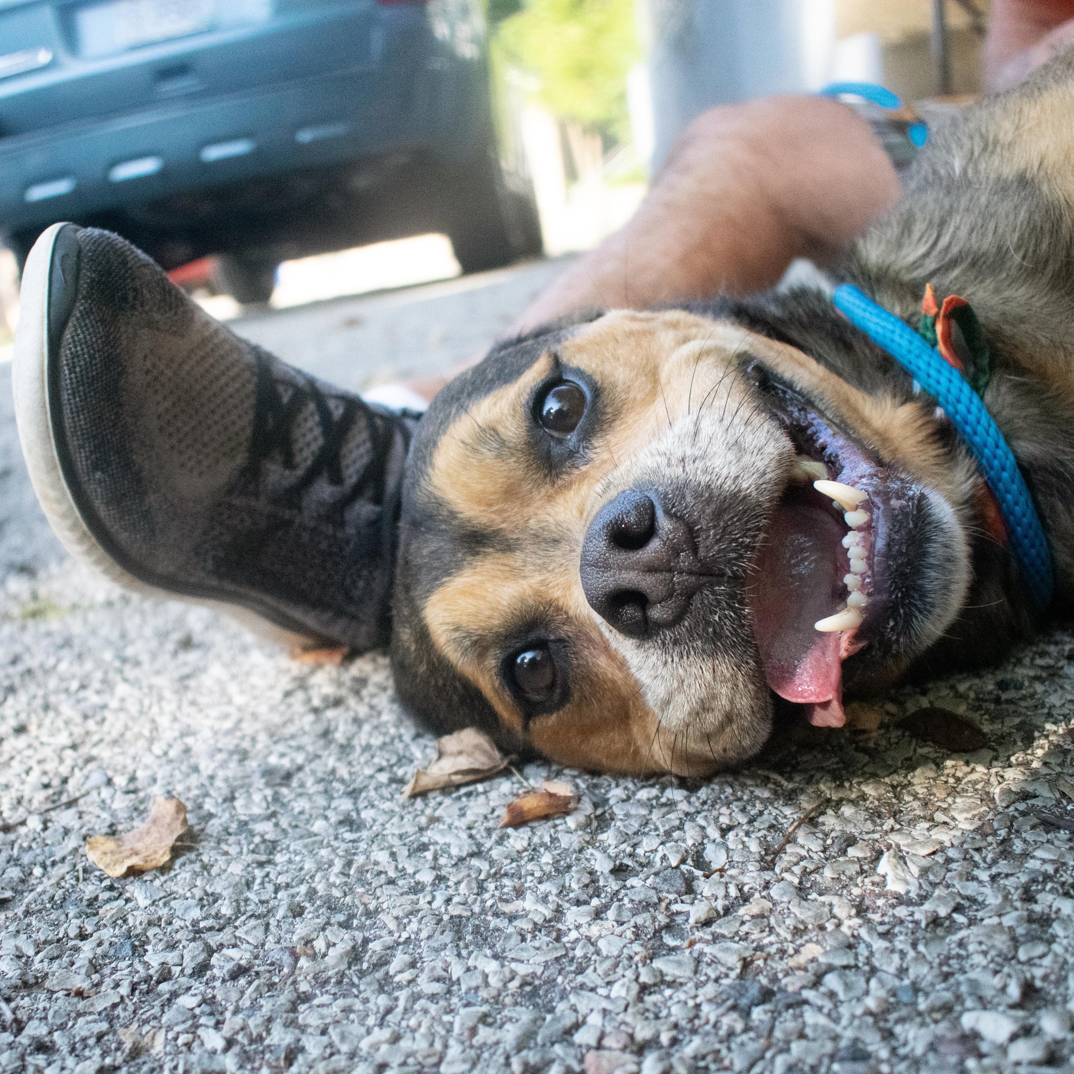 Enlarge Ella, a Adoptable mixed breed in House Springs, MO image 2/5
