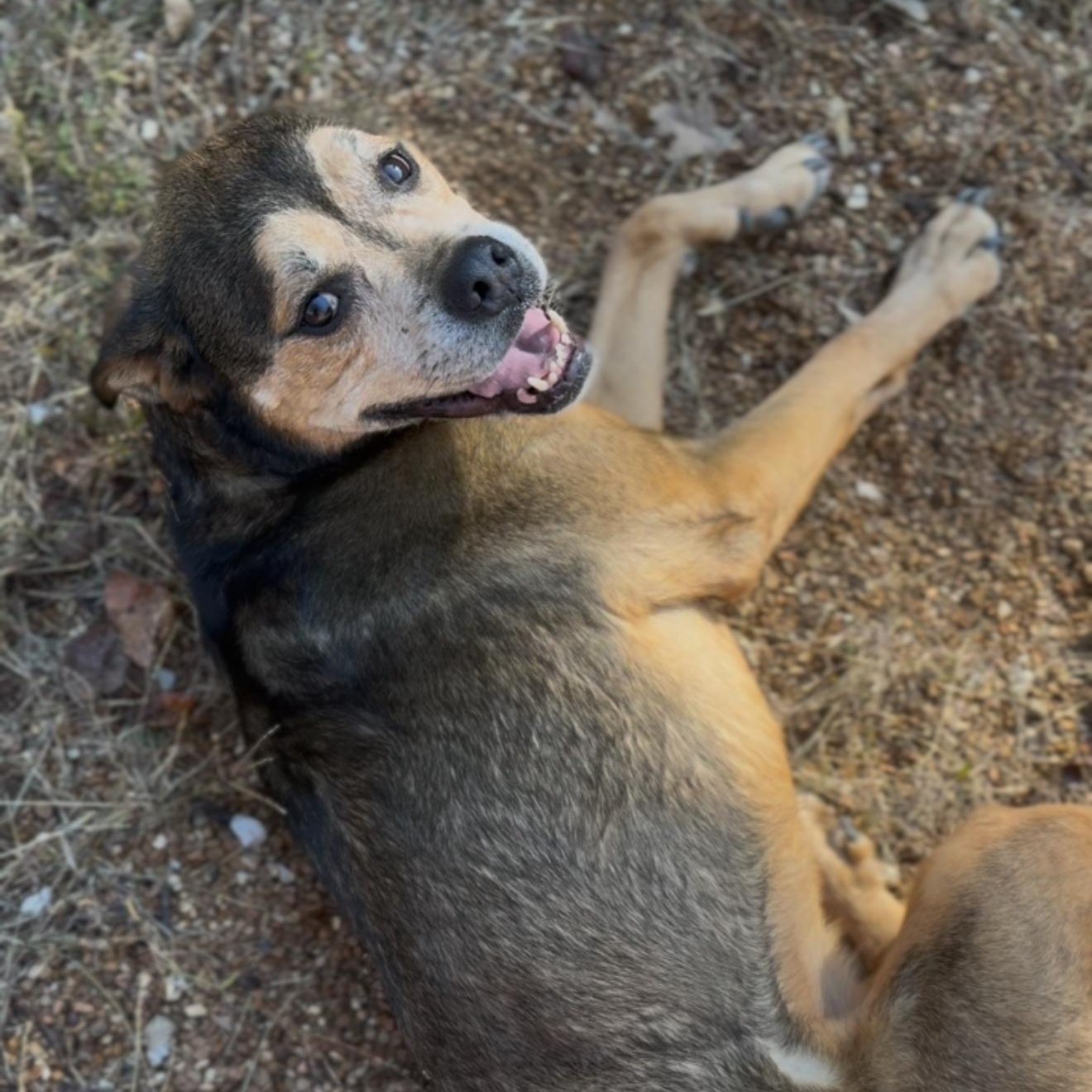Enlarge Ella, a Adoptable mixed breed in House Springs, MO image 3/5