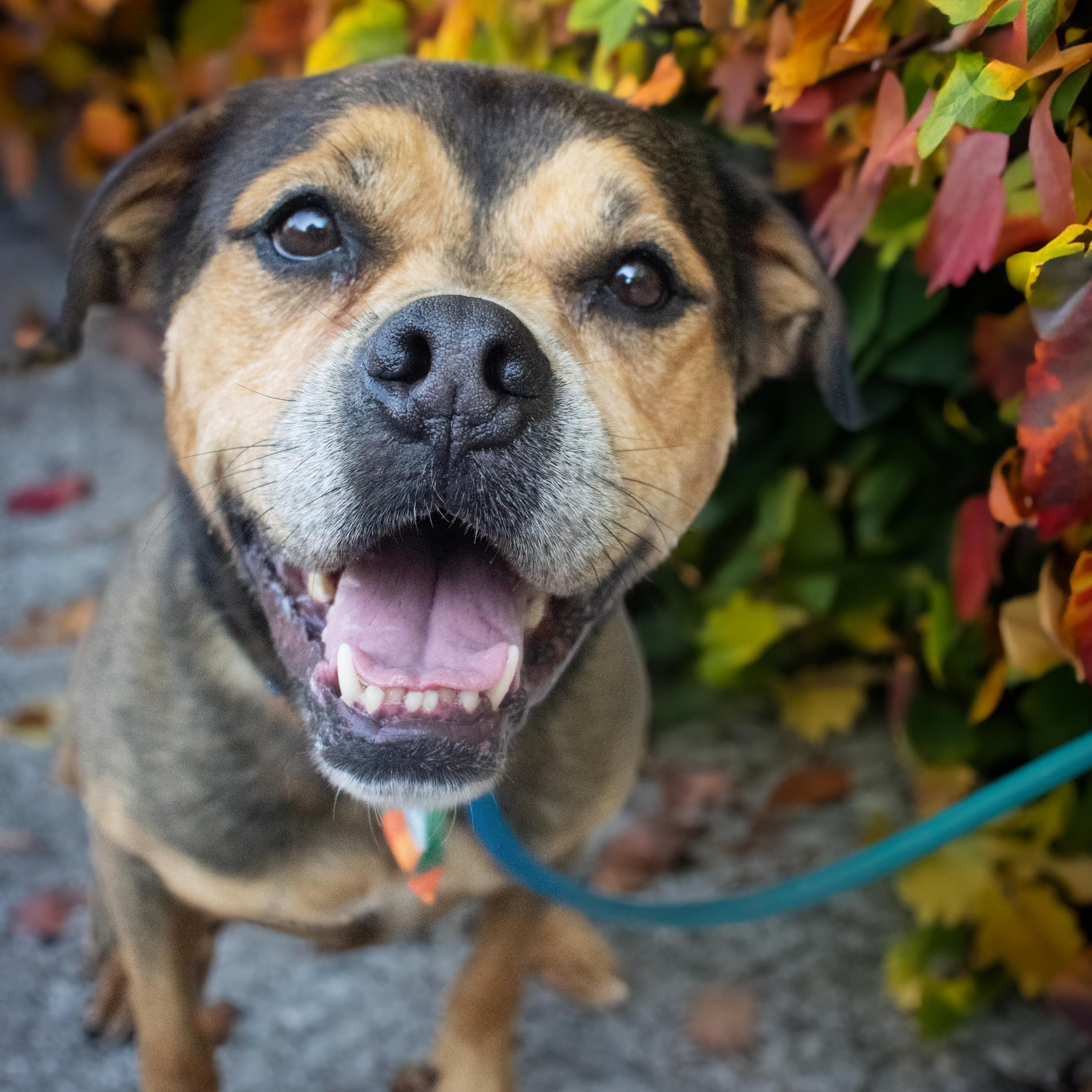 Enlarge Ella, a Adoptable mixed breed in House Springs, MO image 1/5
