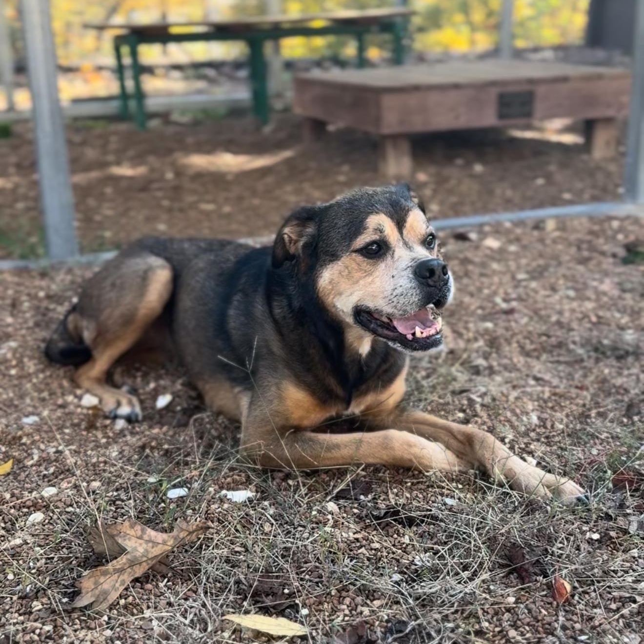 Enlarge Ella, a Adoptable mixed breed in House Springs, MO image 4/5