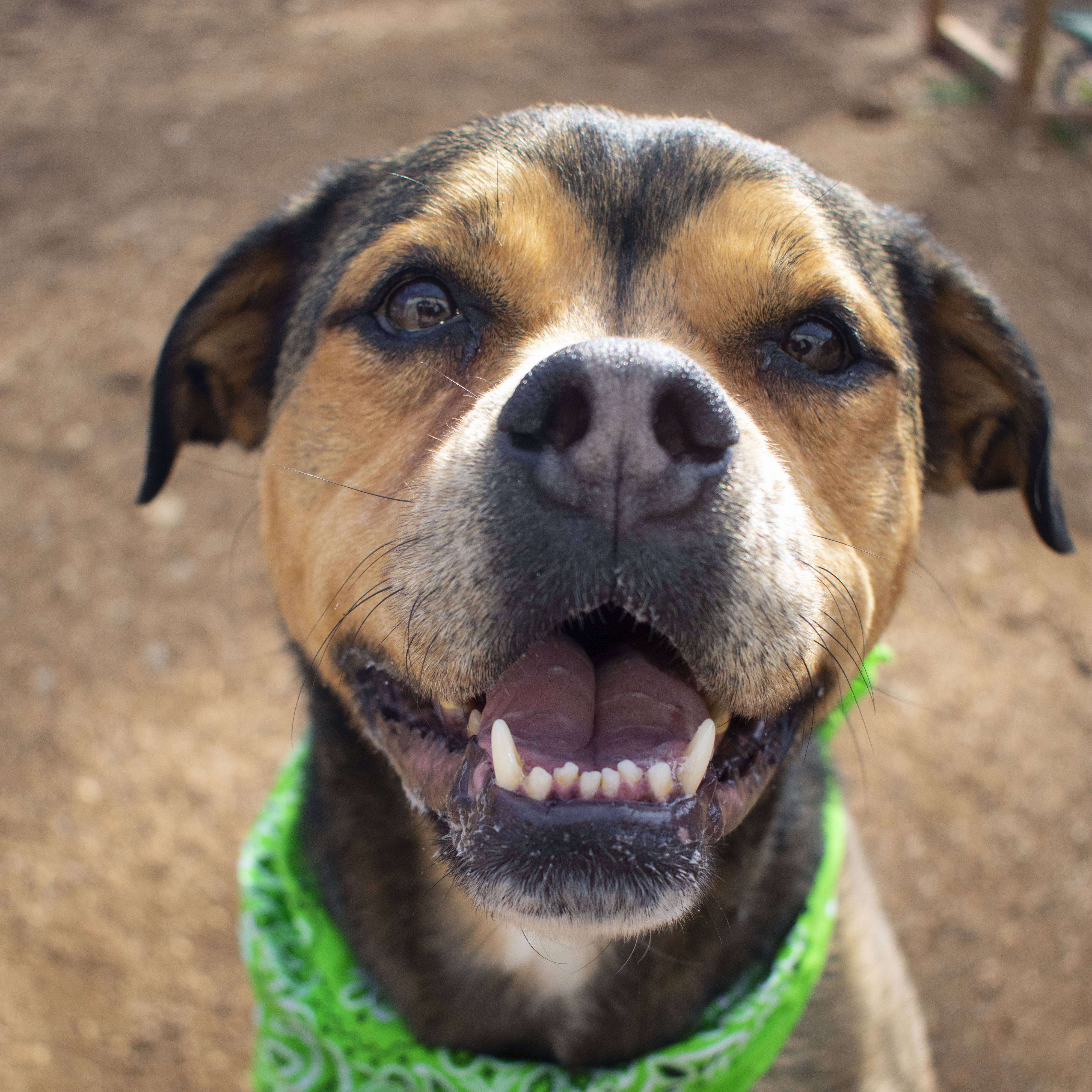 Enlarge Ella, a Adoptable mixed breed in House Springs, MO image 5/5