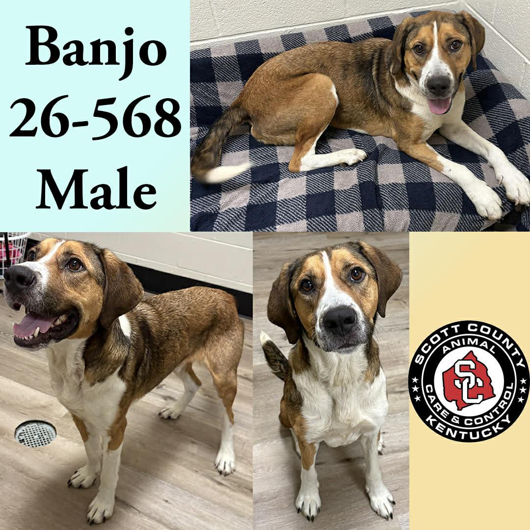 Enlarge Banjo, a Adoptable Hound in Georgetown, KY image 1/1