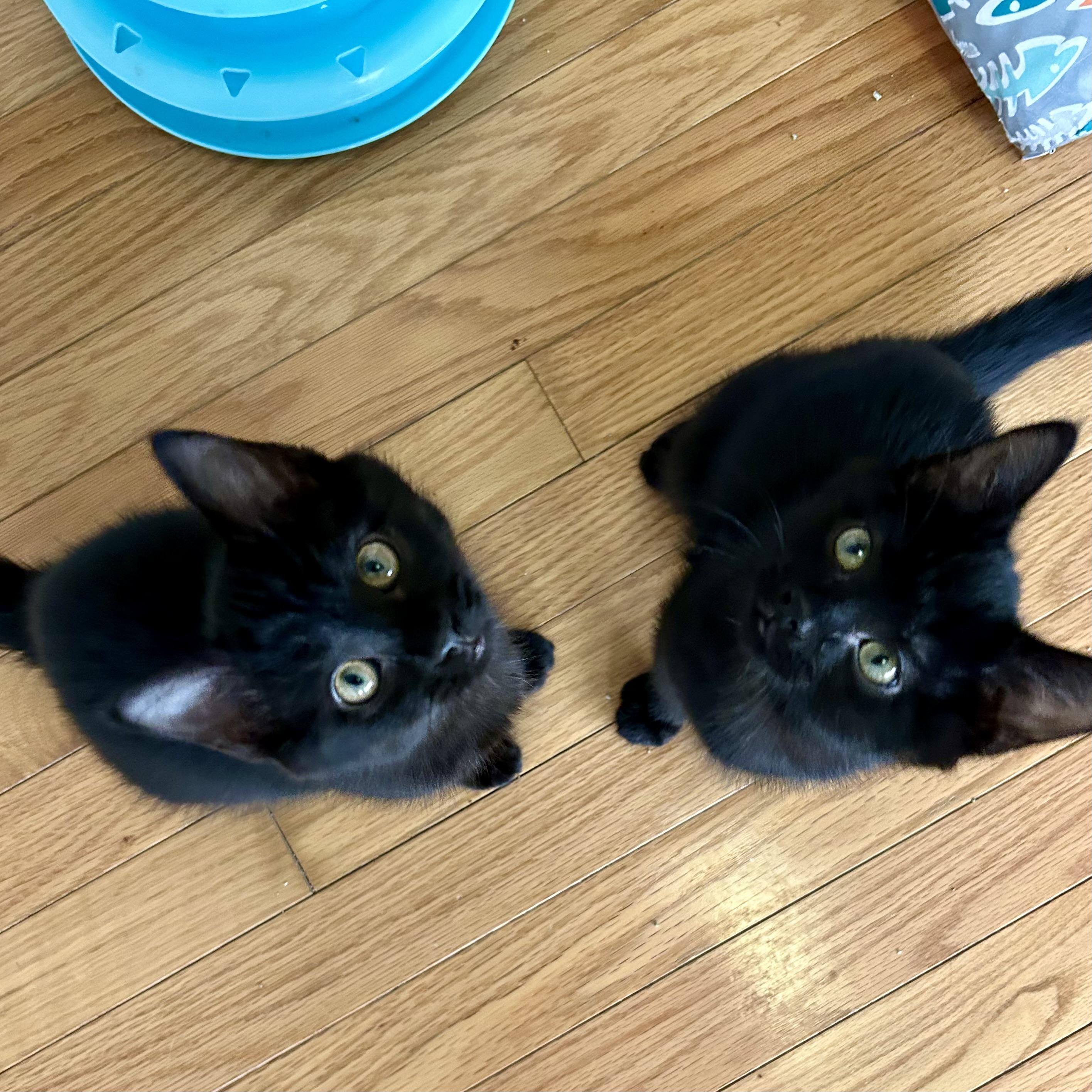 Enlarge Janet Wood, a ADOPTABLE Domestic Medium Hair in Alexandria, VA image 4/6