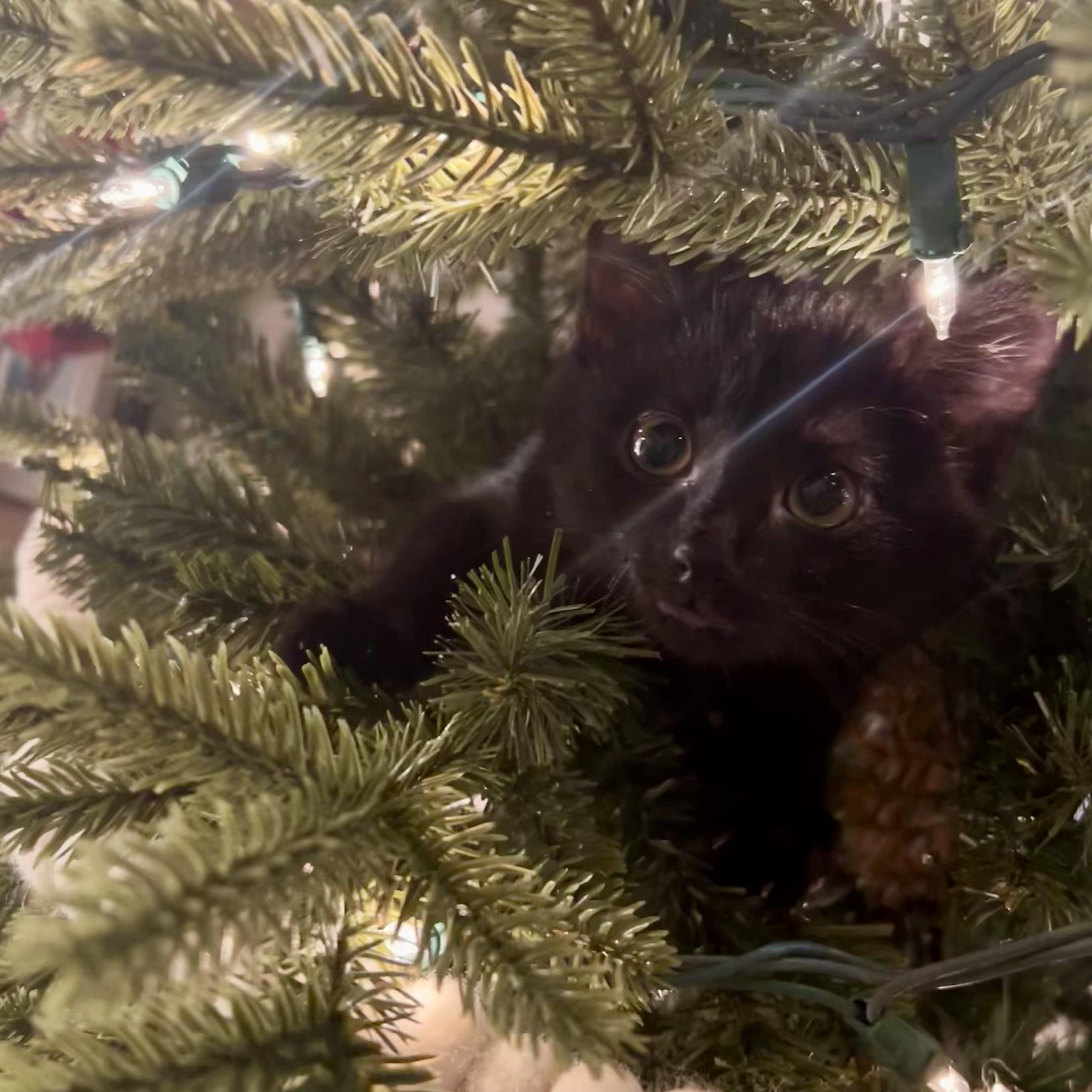 Enlarge Janet Wood, a ADOPTABLE Domestic Medium Hair in Alexandria, VA image 6/6