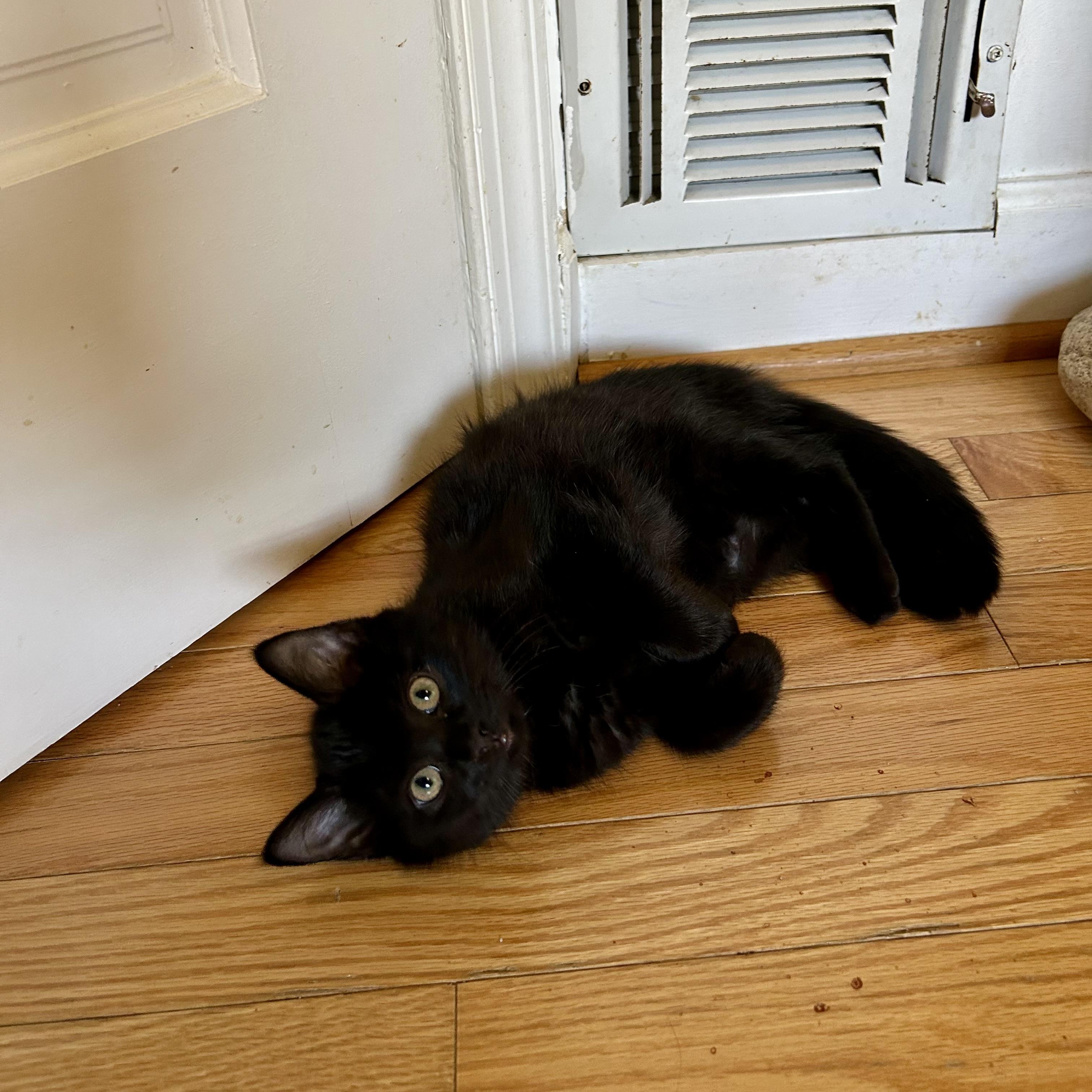 Enlarge Janet Wood, a ADOPTABLE Domestic Medium Hair in Alexandria, VA image 2/6