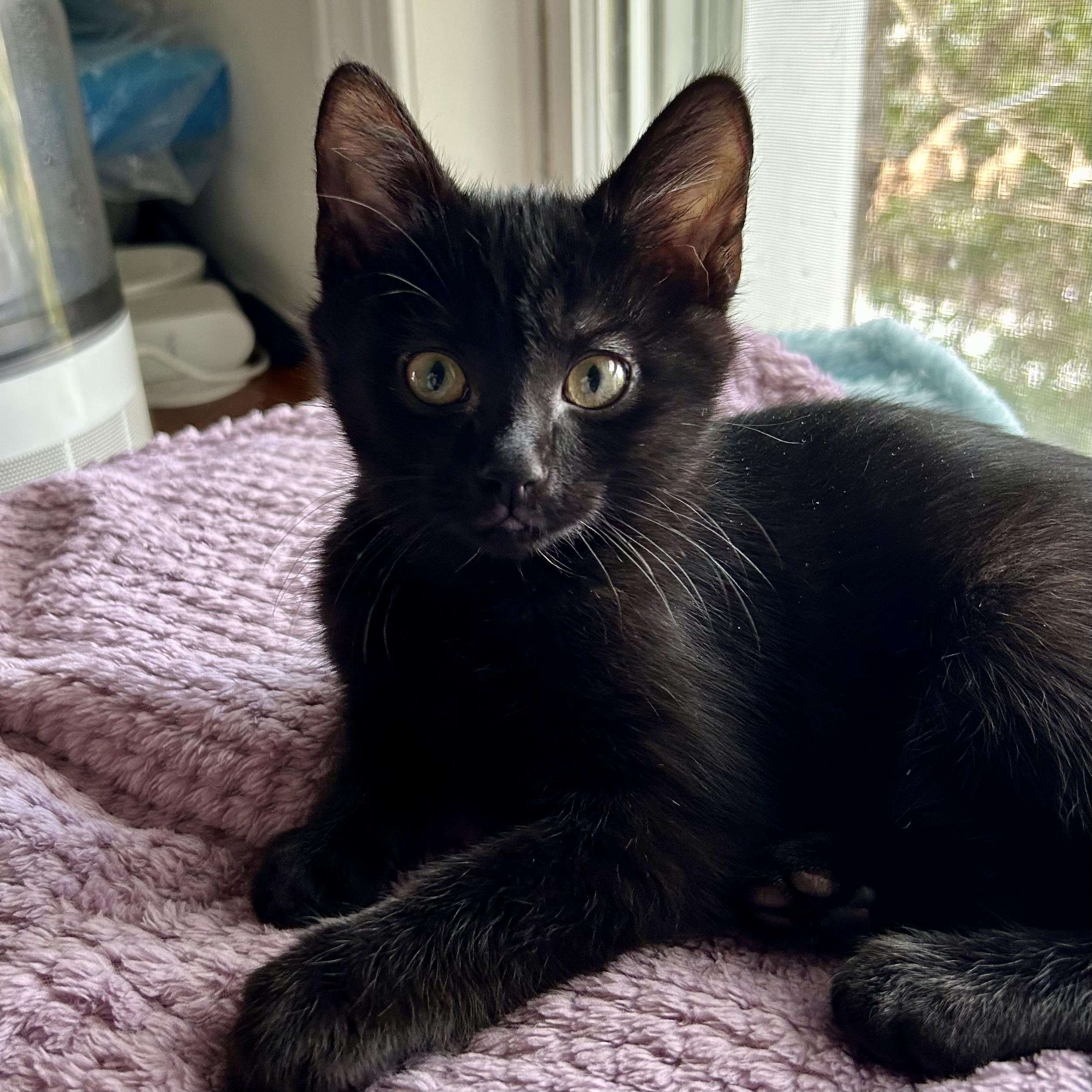 Enlarge Janet Wood, a ADOPTABLE Domestic Medium Hair in Alexandria, VA image 1/6