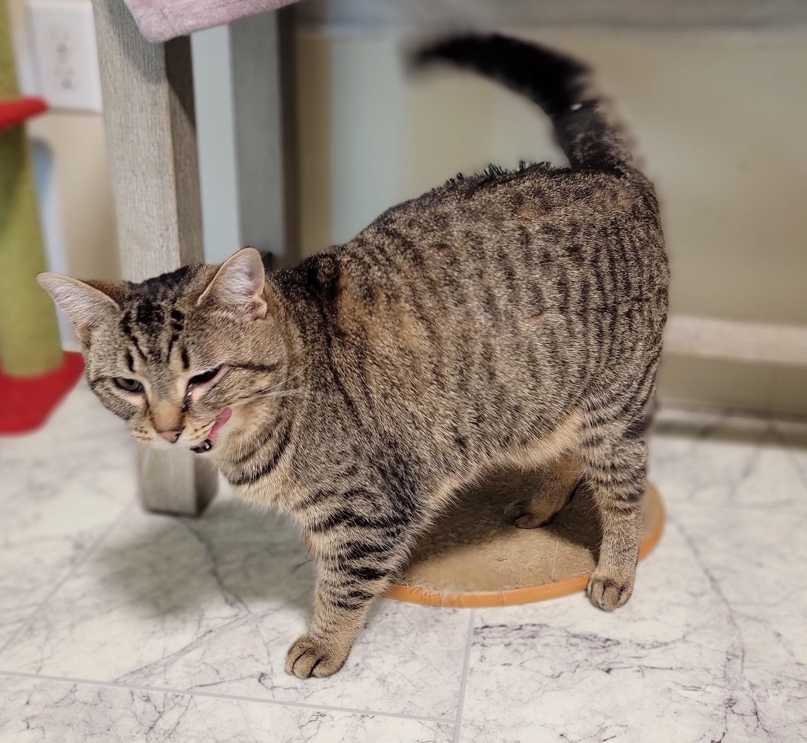 Enlarge Saffron, a ADOPTABLE Domestic Short Hair in Mount Sterling, KY image 4/6