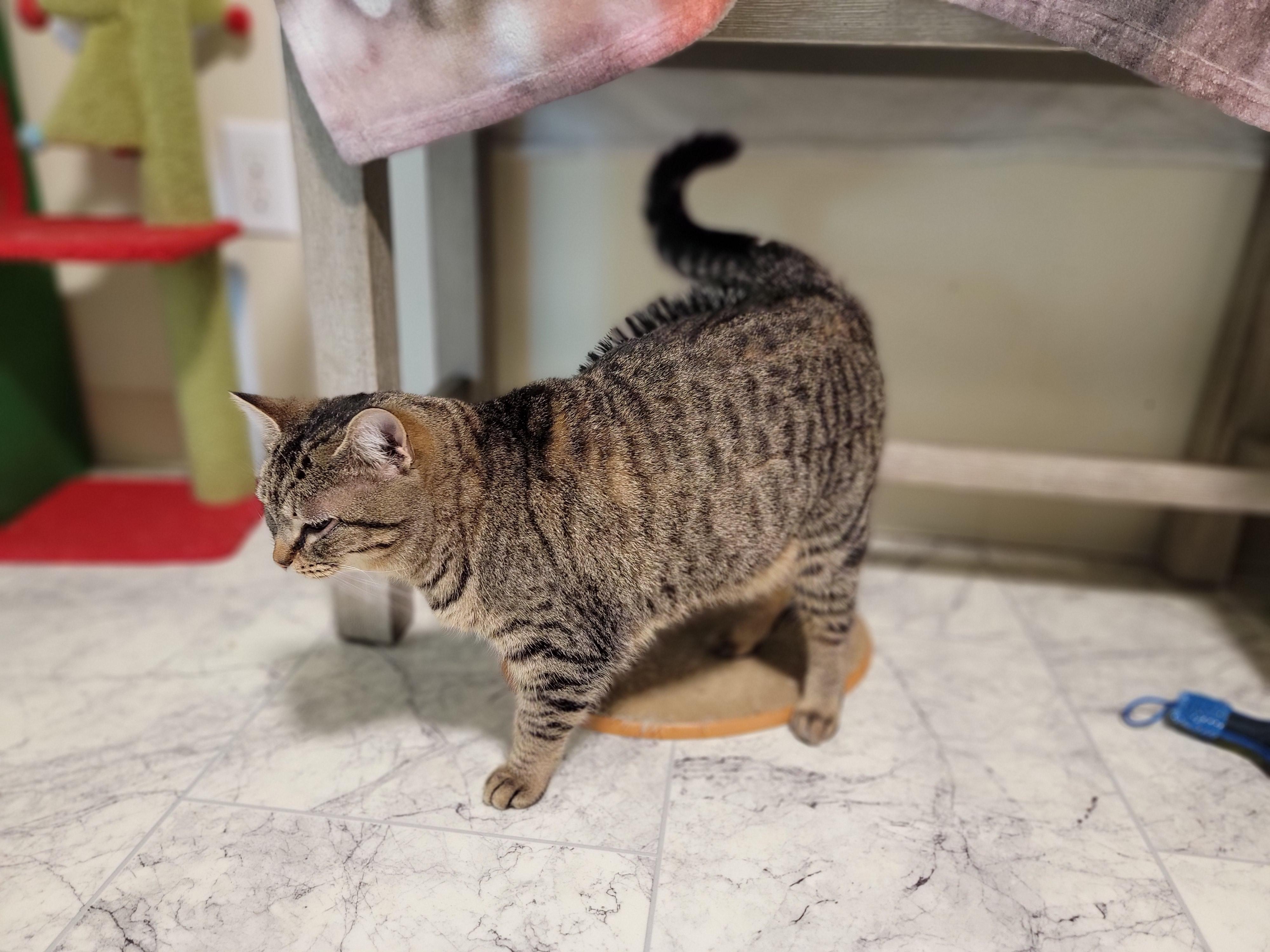 Enlarge Saffron, a ADOPTABLE Domestic Short Hair in Mount Sterling, KY image 6/6