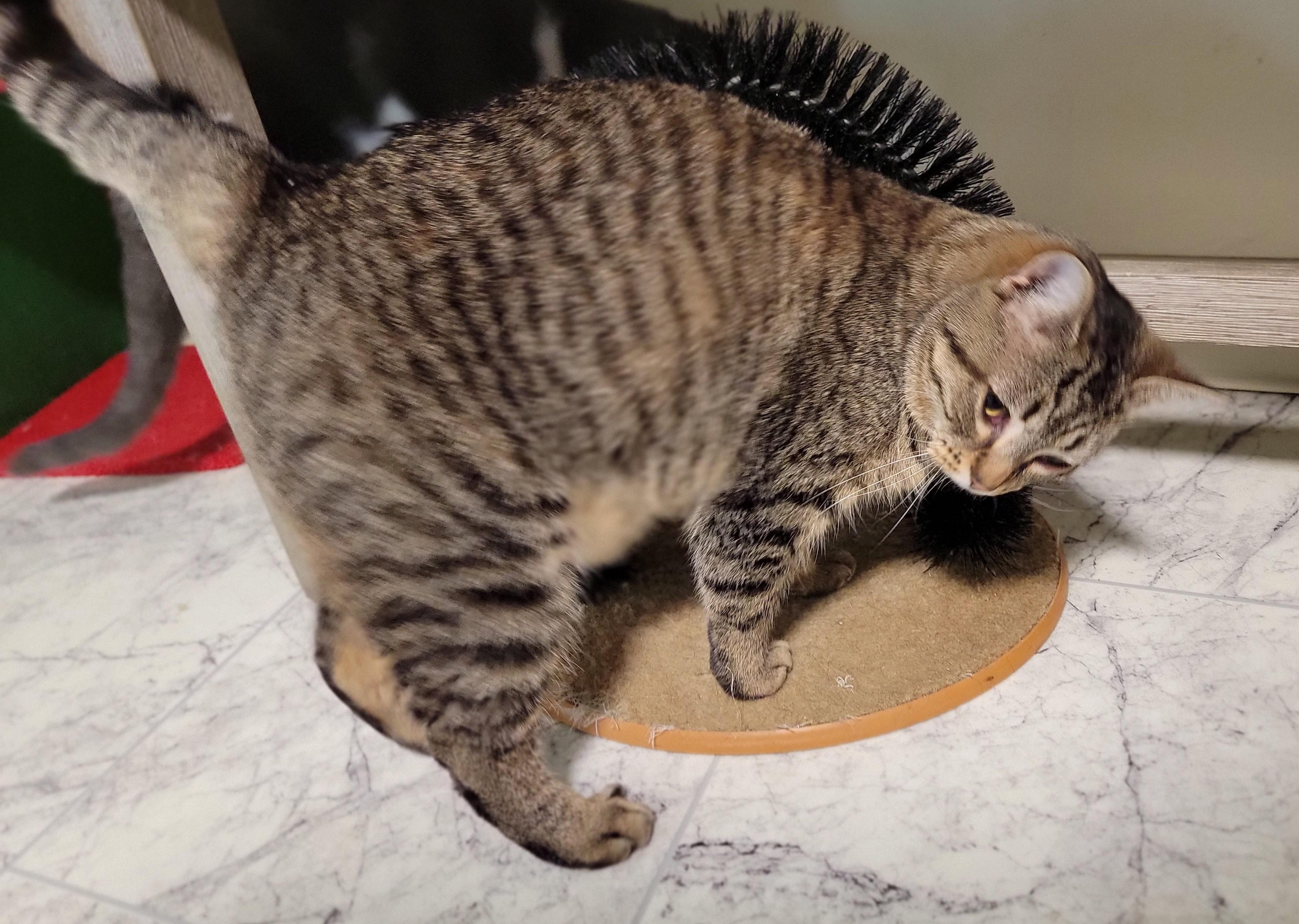 Enlarge Saffron, a ADOPTABLE Domestic Short Hair in Mount Sterling, KY image 5/6