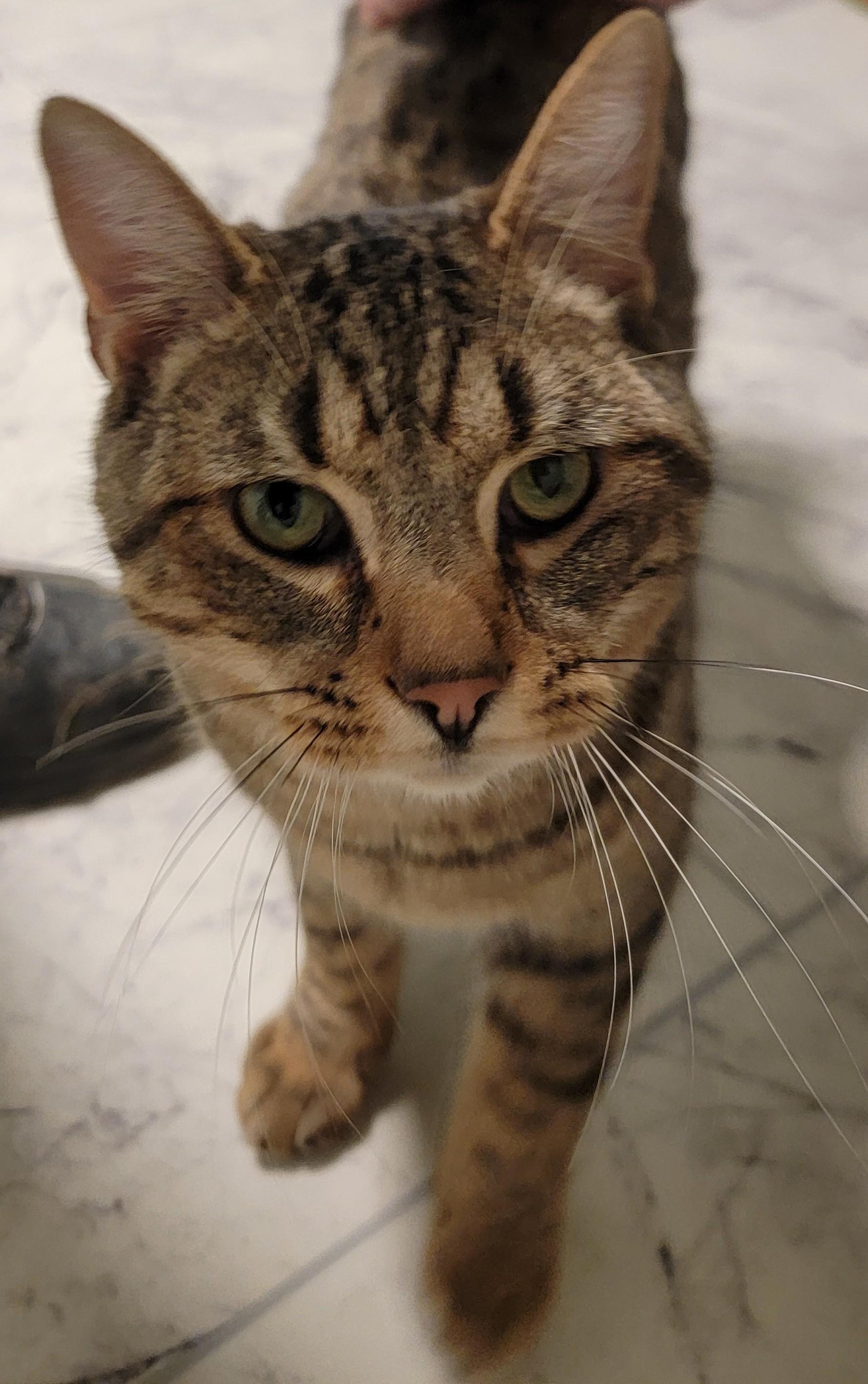 Enlarge Saffron, a ADOPTABLE Domestic Short Hair in Mount Sterling, KY image 3/6