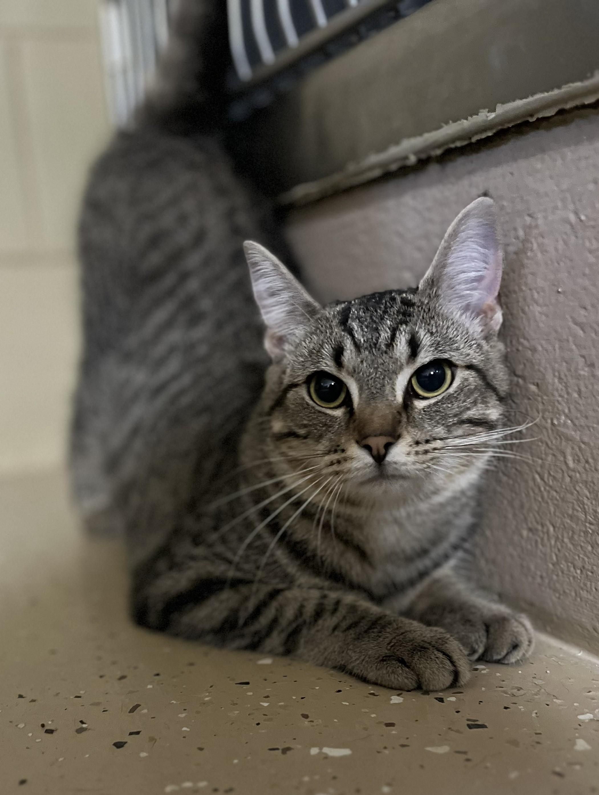 Enlarge Saffron, a ADOPTABLE Domestic Short Hair in Mount Sterling, KY image 1/2