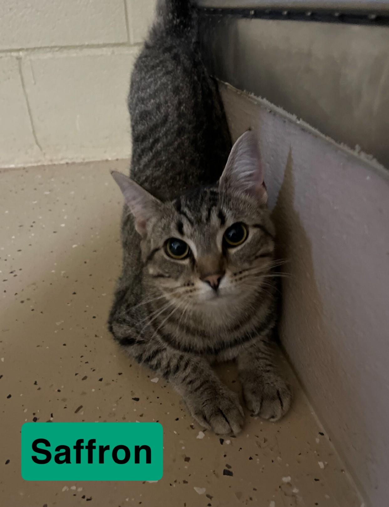 Enlarge Saffron, a ADOPTABLE Domestic Short Hair in Mount Sterling, KY image 2/2