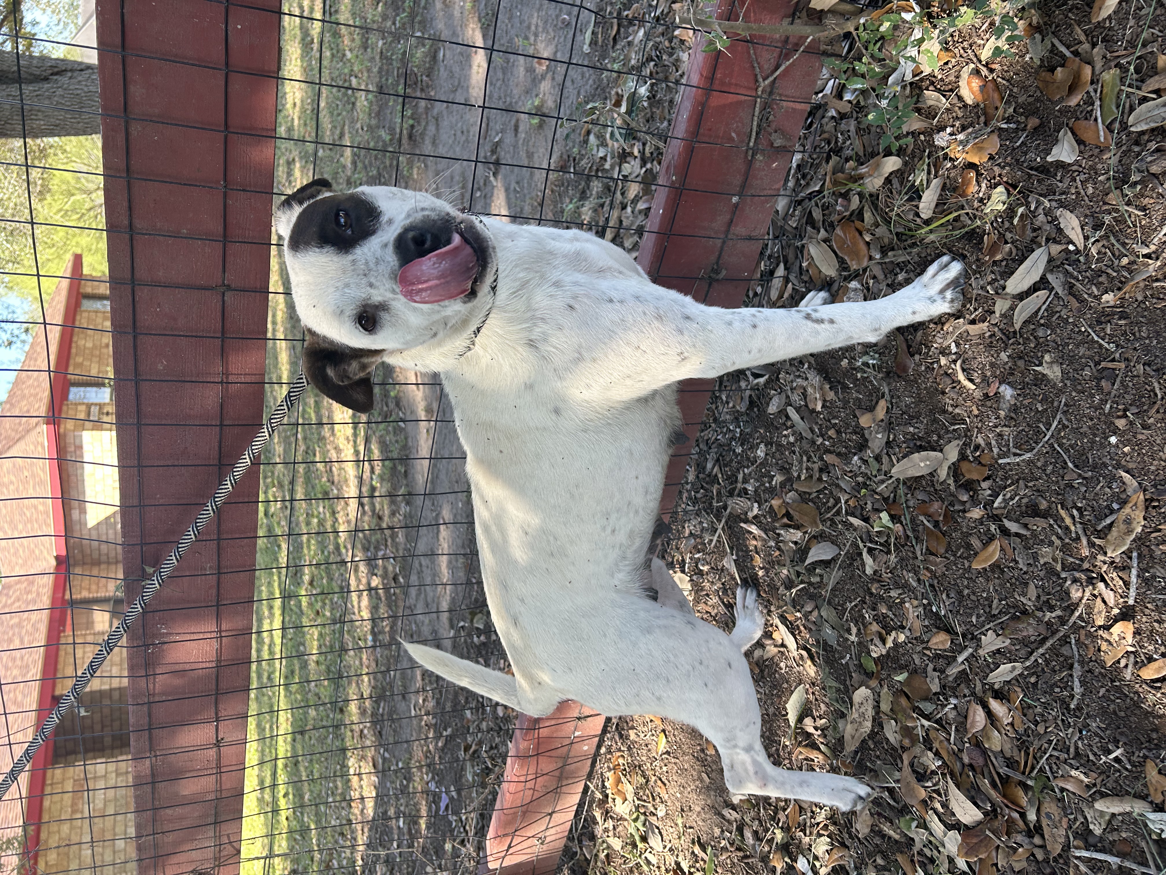 Enlarge Cookie, a Adoptable mixed breed in Cheyenne, WY image 2/4