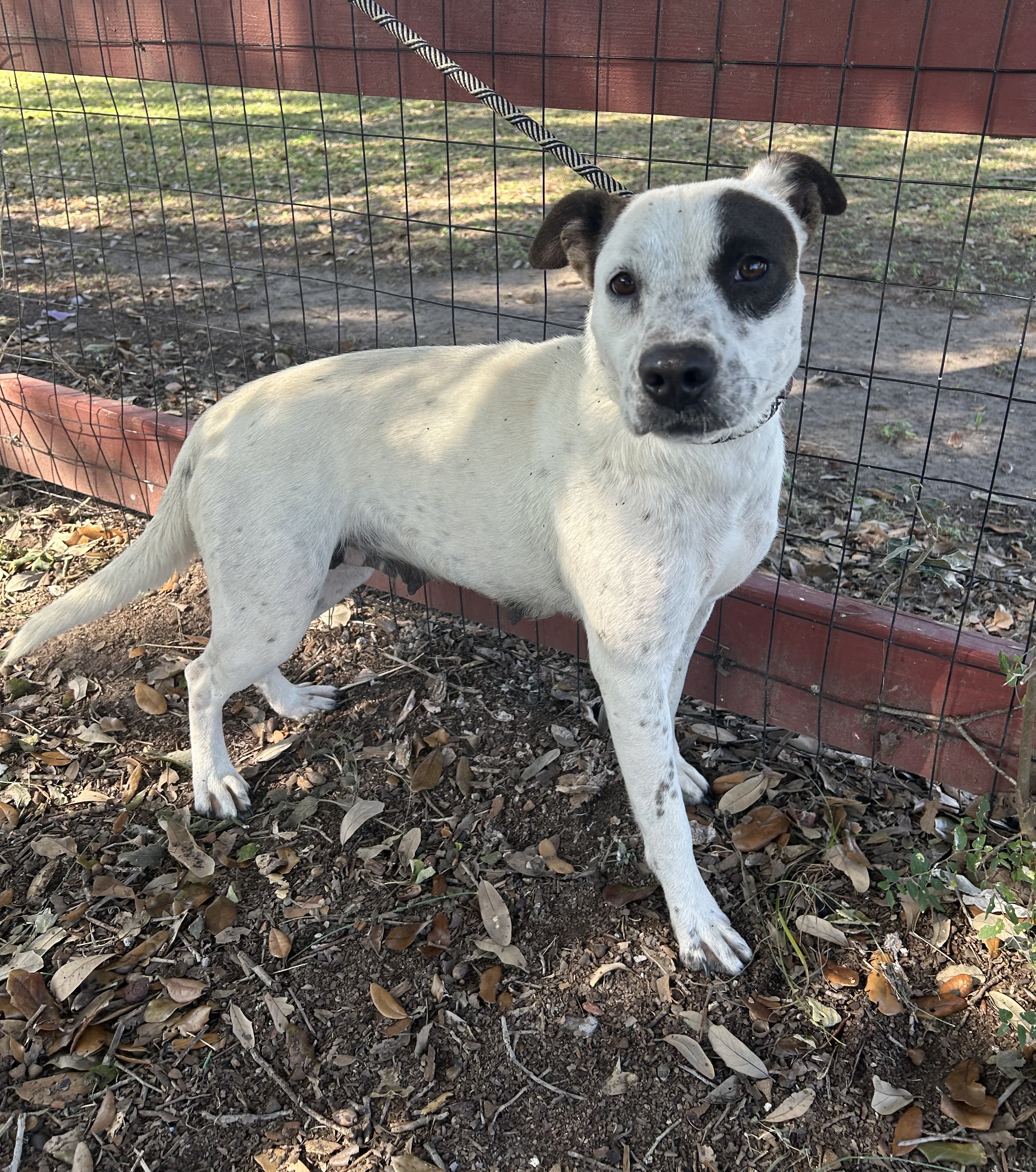 Enlarge Cookie, a Adoptable mixed breed in Cheyenne, WY image 4/4
