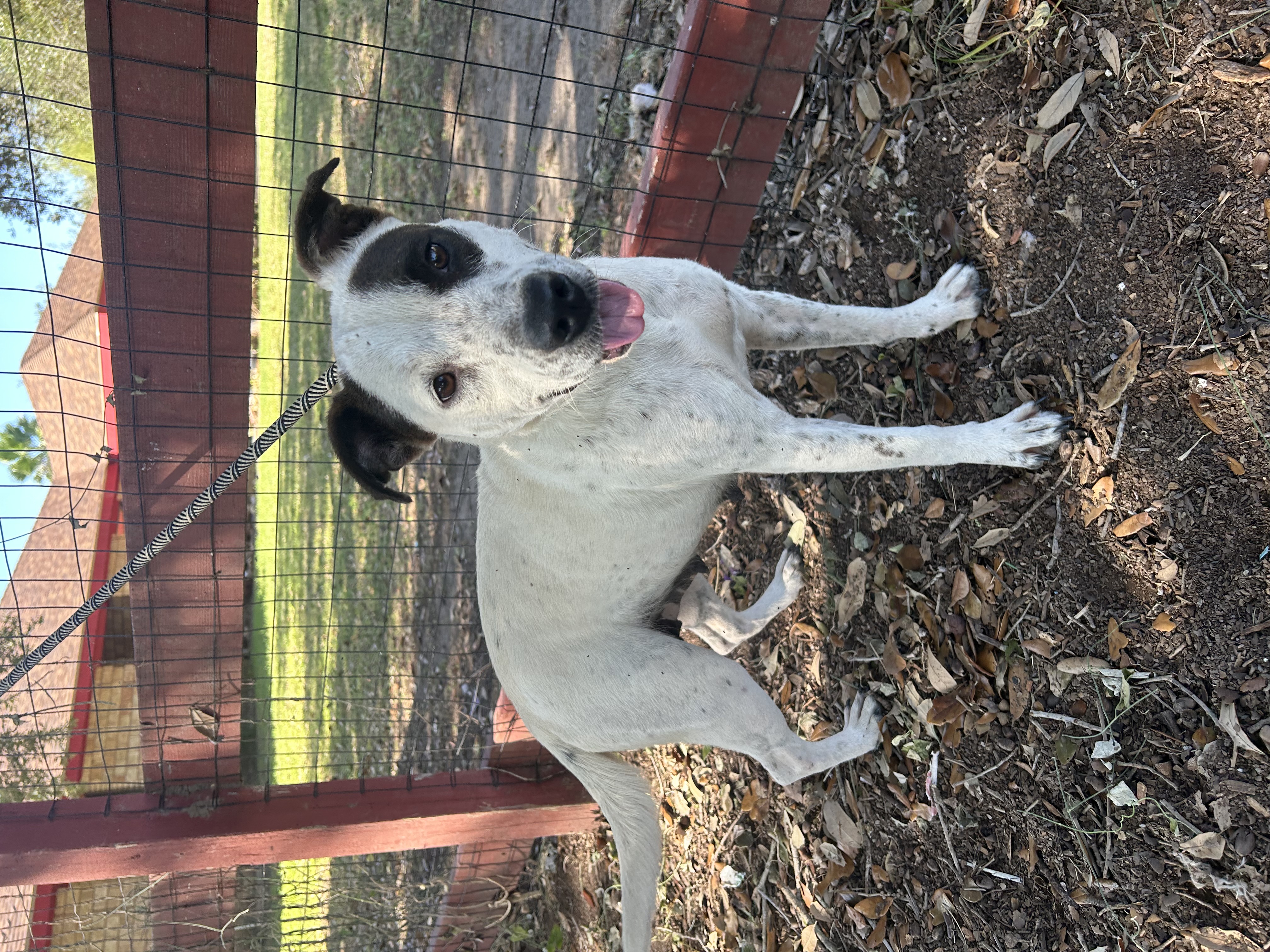 Cookie, Adoptable, Adult Female Australian Cattle Dog / Blue Heeler.
