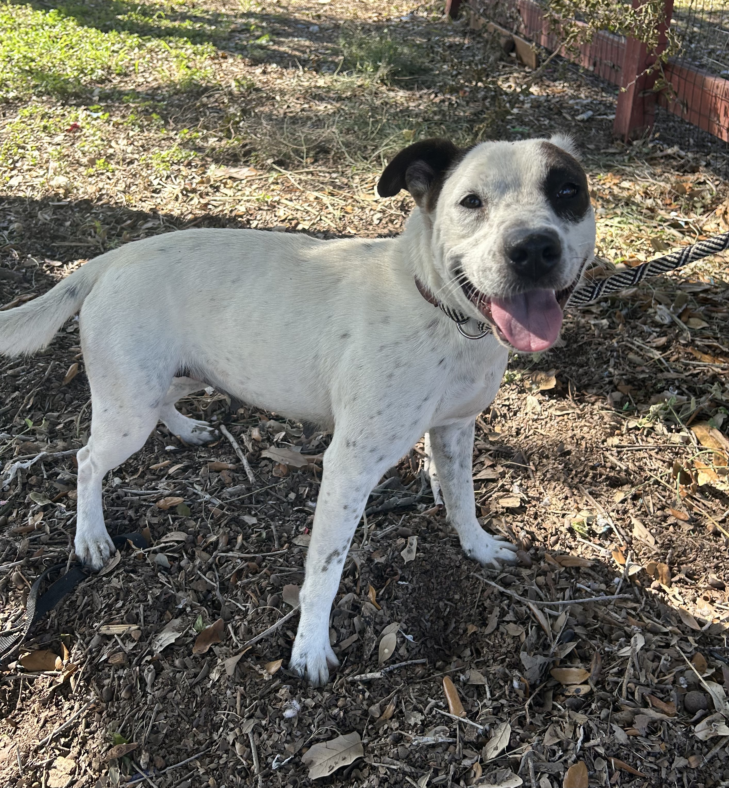 Enlarge Cookie, a Adoptable mixed breed in Cheyenne, WY image 3/4
