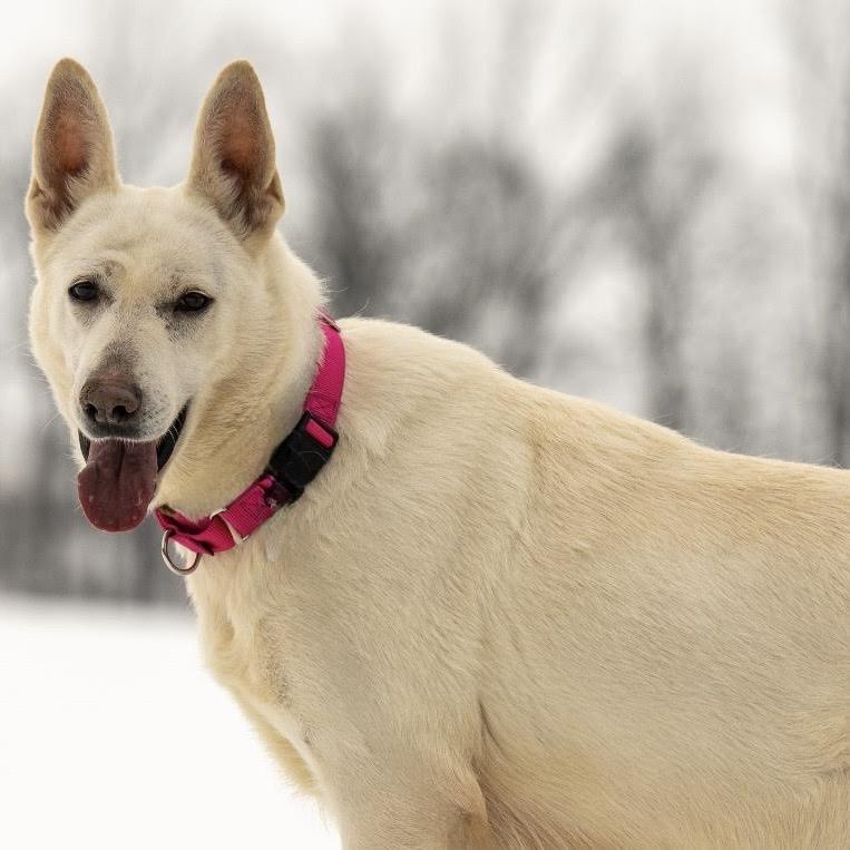 Riley (26-058), a Adoptable German Shepherd Dog in New Ringgold, PA image 1/6