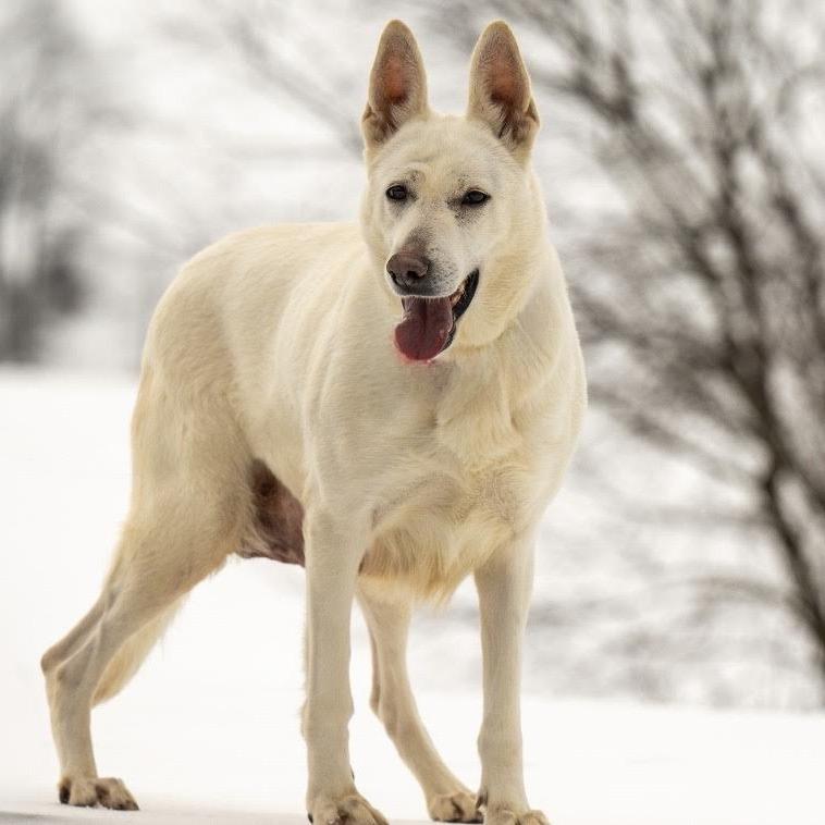 Riley (26-058), a Adoptable German Shepherd Dog in New Ringgold, PA image 2/6