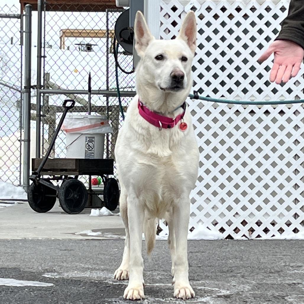 Riley (26-058), a Adoptable German Shepherd Dog in New Ringgold, PA image 3/6