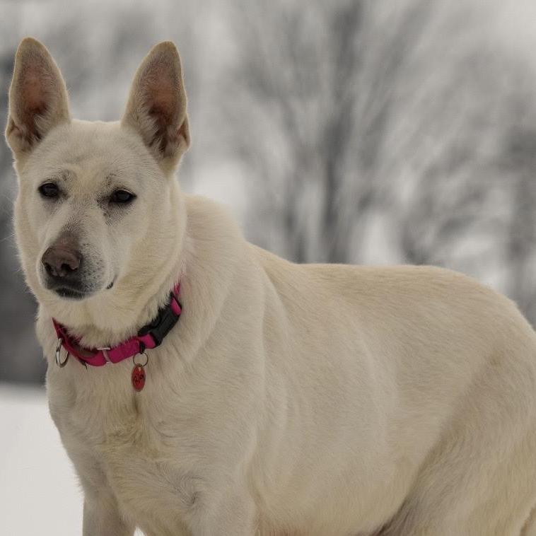 Riley (26-058), a Adoptable German Shepherd Dog in New Ringgold, PA image 5/6