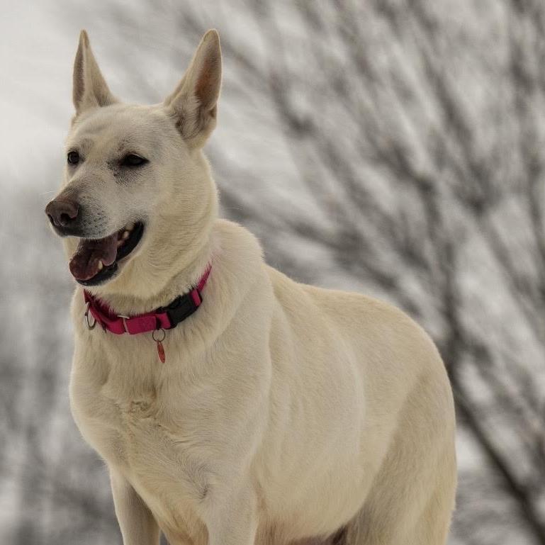 Riley (26-058), a Adoptable German Shepherd Dog in New Ringgold, PA image 6/6