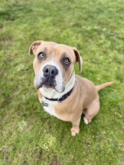 Enlarge Coco, a ADOPTABLE mixed breed in Roseburg, OR image 1/1