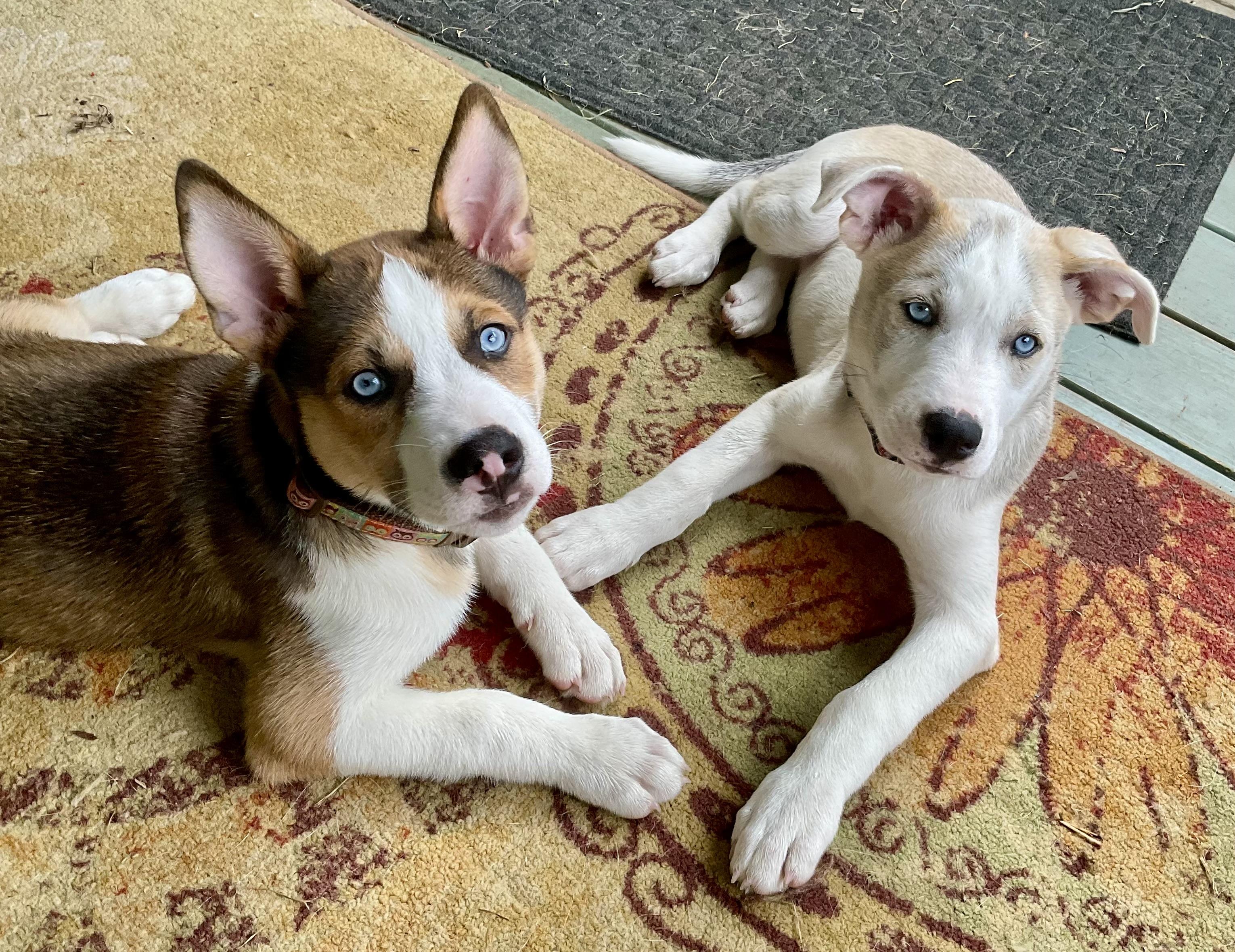 Erin Brockovich- Underdog Litter photo 1